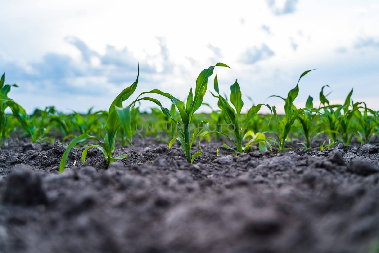 Emerging corn plants captured from a low ground perspective in neat rows. The soft light and textured soil emphasize the vitality of early growth stages.