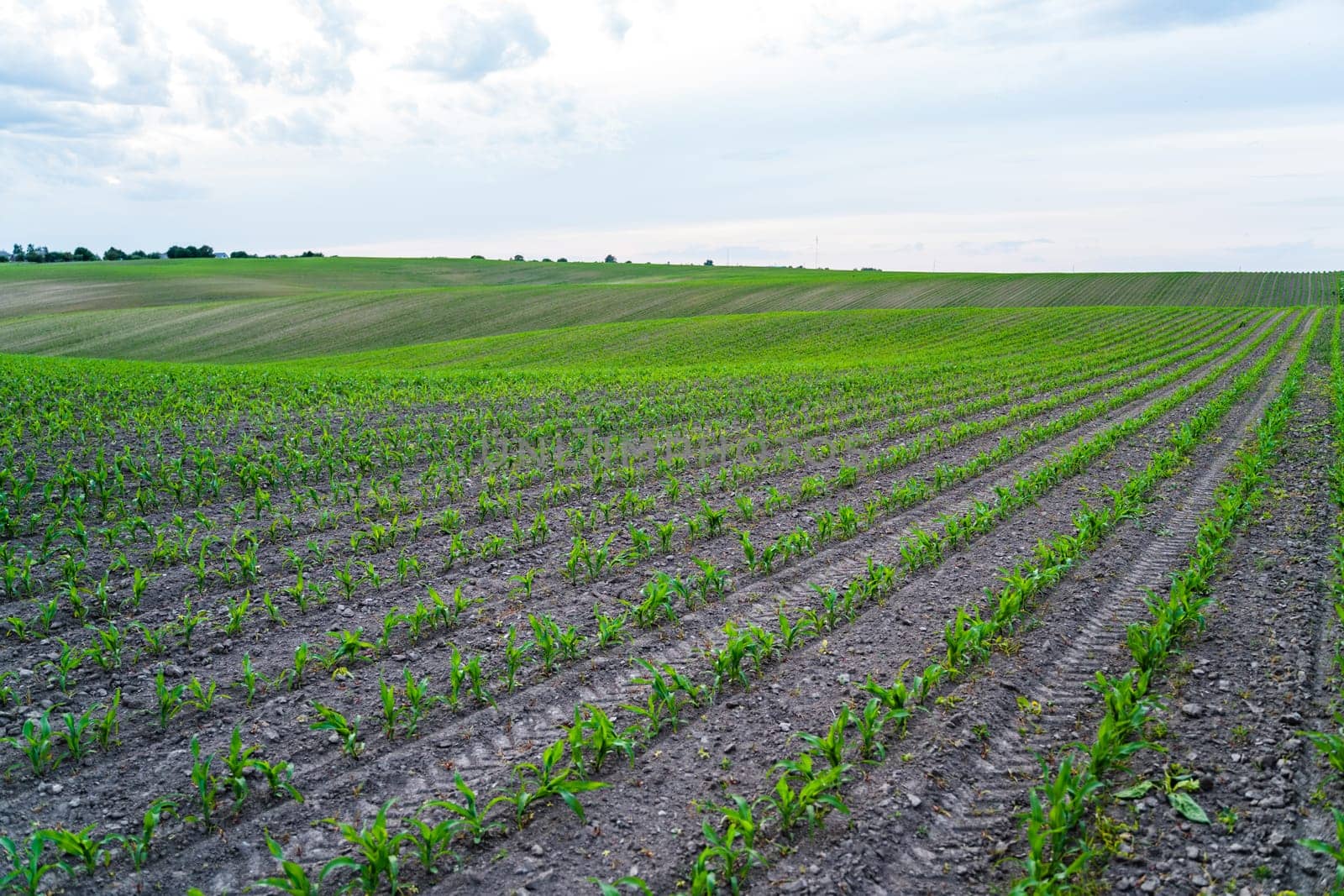 Wide landscape of a cultivated field with evenly planted rows of young corn shoots. The rolling terrain stretches into the horizon under a soft cloudy sky.