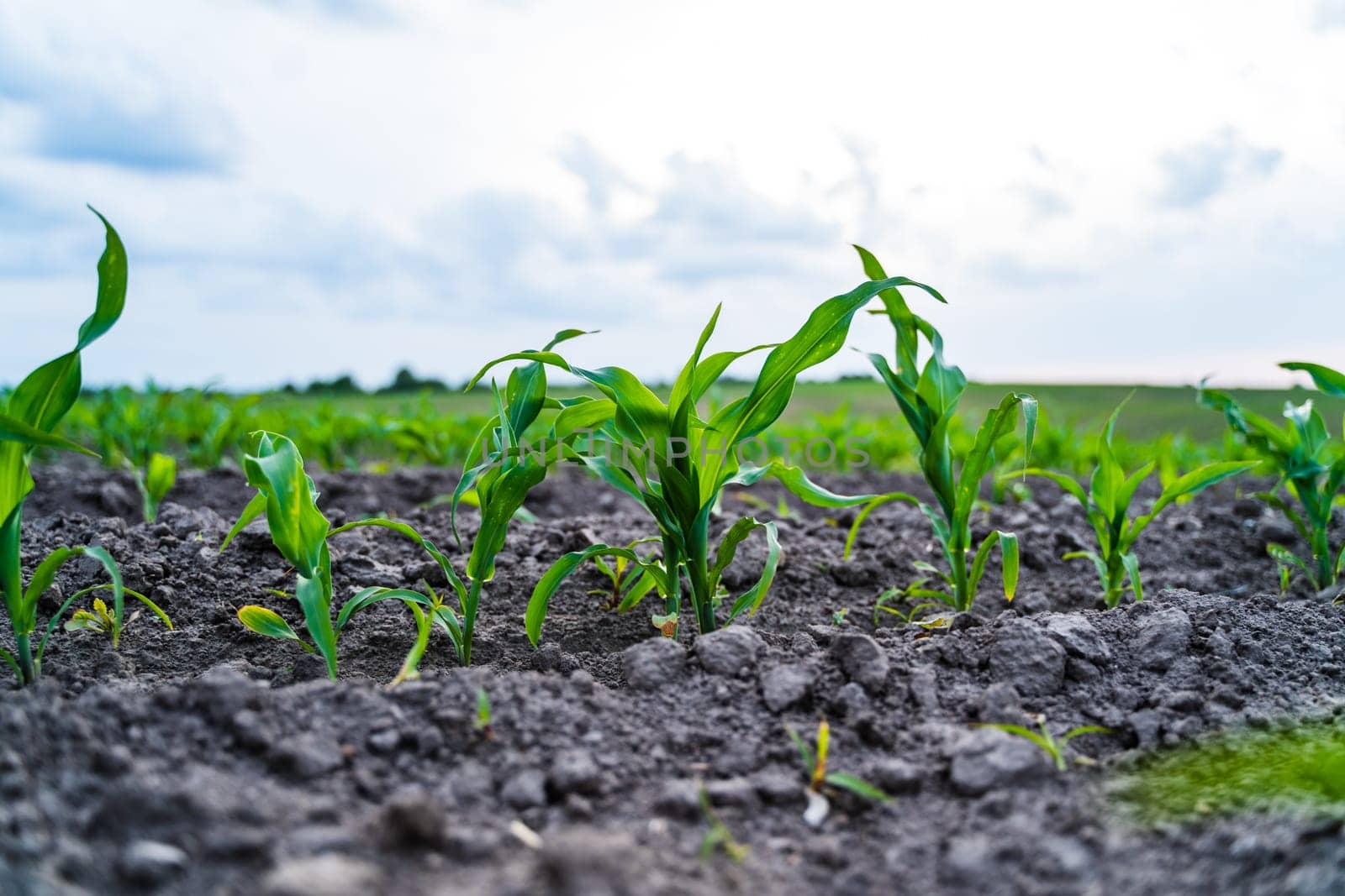 Vibrant young corn plants photographed from a low angle. Dark, crumbly soil and green leaves illustrate early-stage maize growth in spring cultivation.