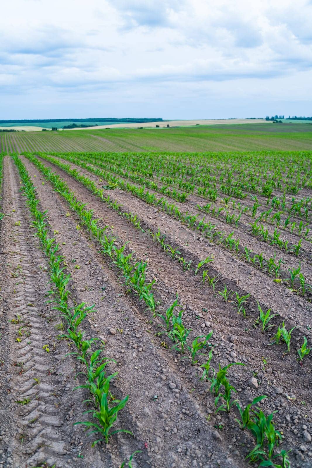 Scenic image of early-stage corn rows spreading across rolling farmland. The soil is structured with tire patterns, enhancing the composition and realism.