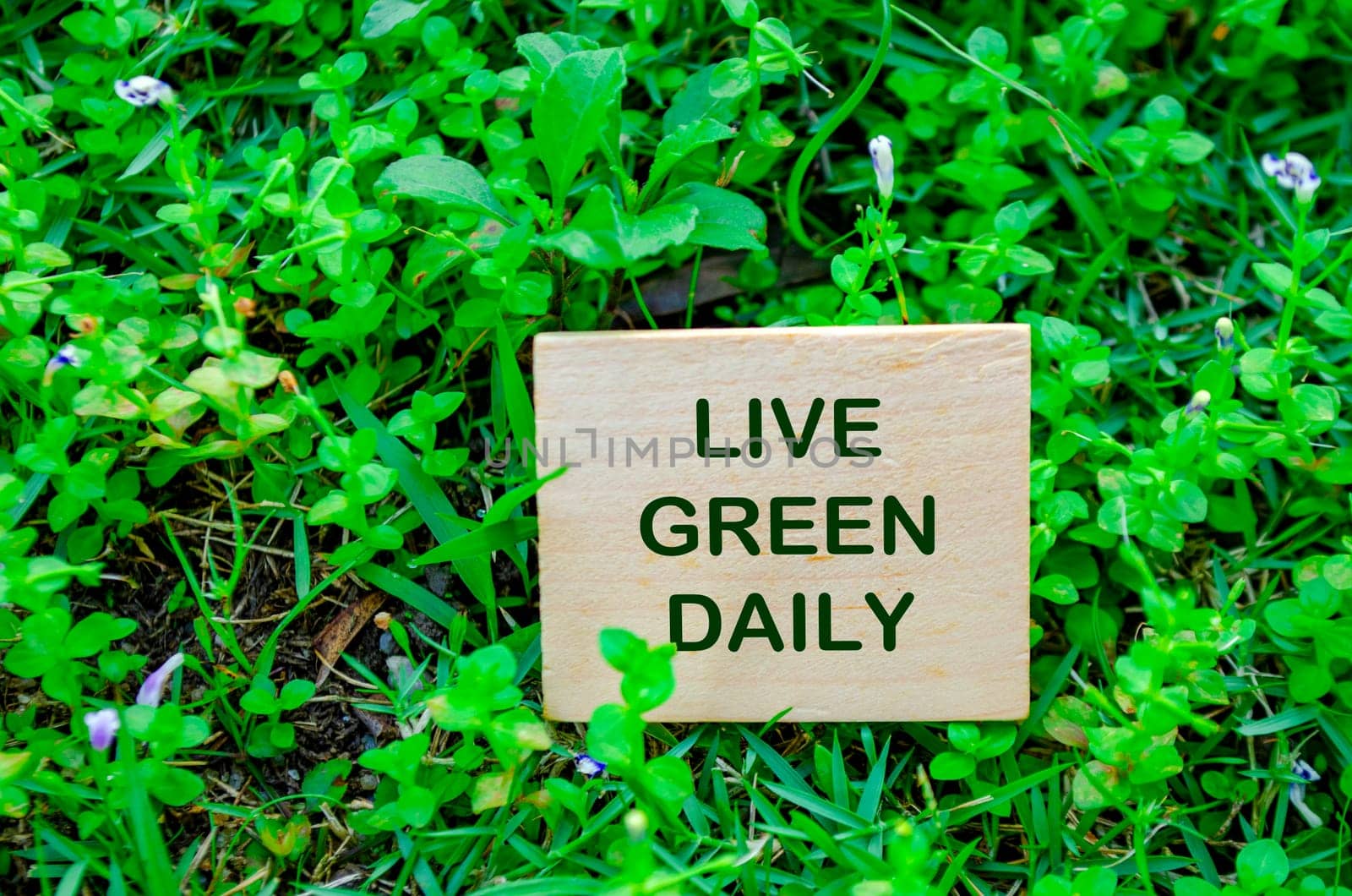 Top view of close up Live Green Daily text on wooden block. For a greener tomorrow concept