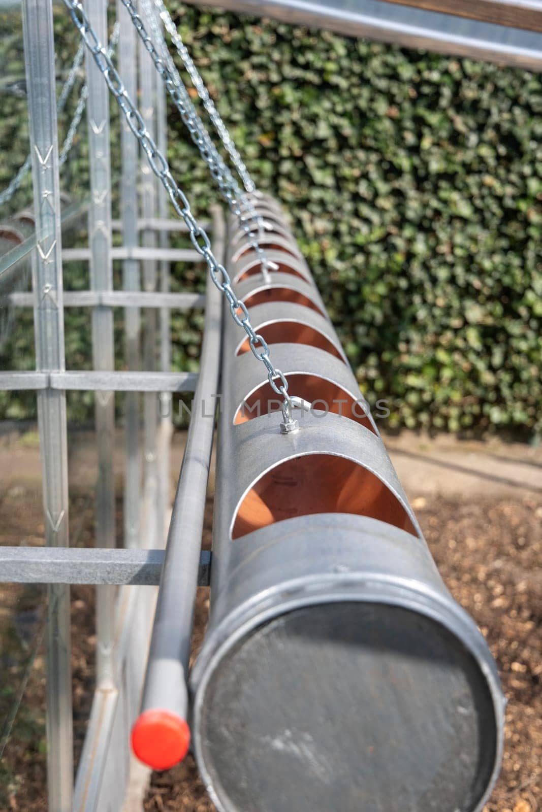 Plastic drainage pipe with holes cut into it for pots, suspended by chains inside the greenhouse, suitable for vertical growing of strawberries, efficient use of limited space in the garden,