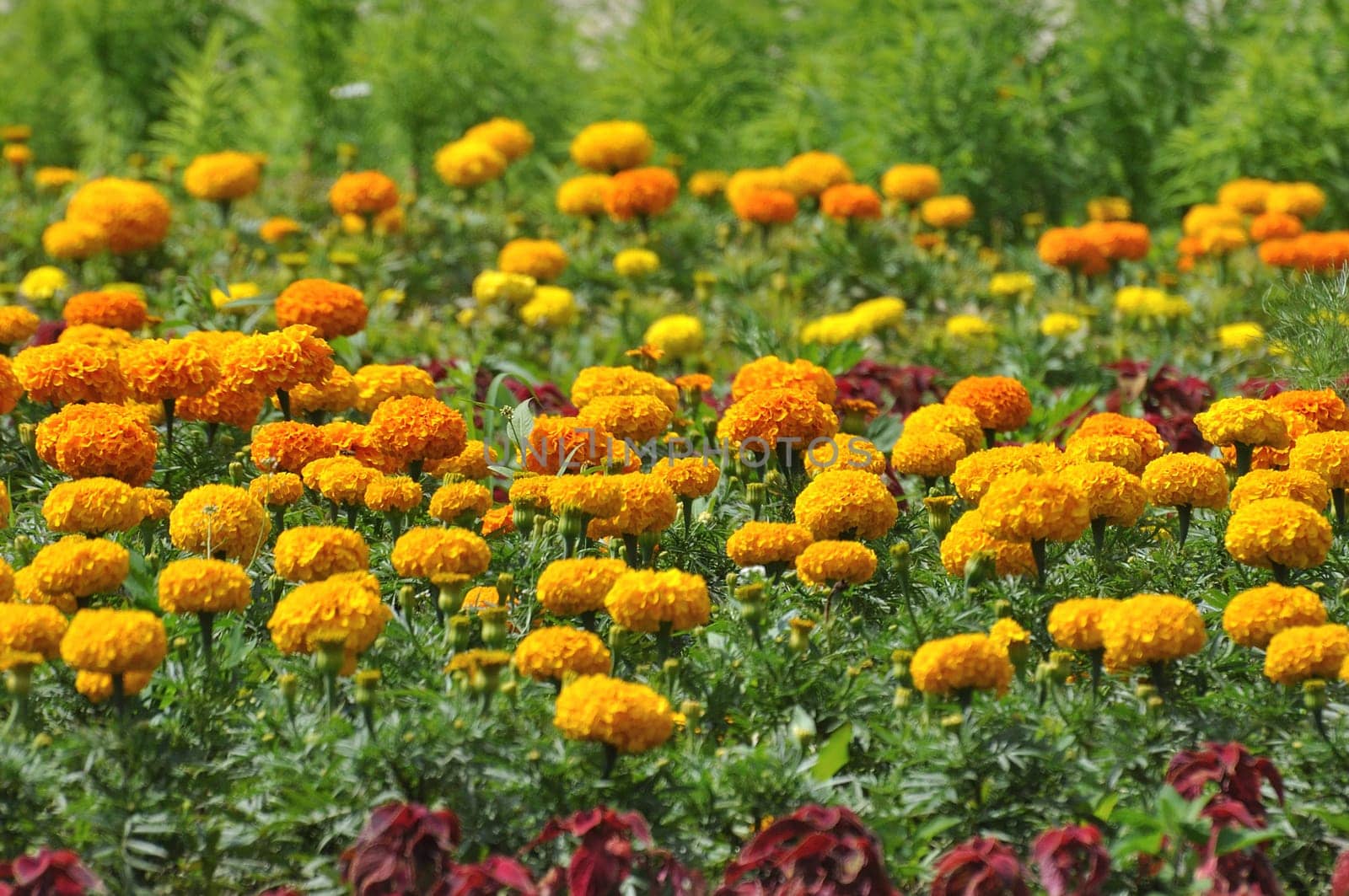 Large flower bed with a orange marigolds