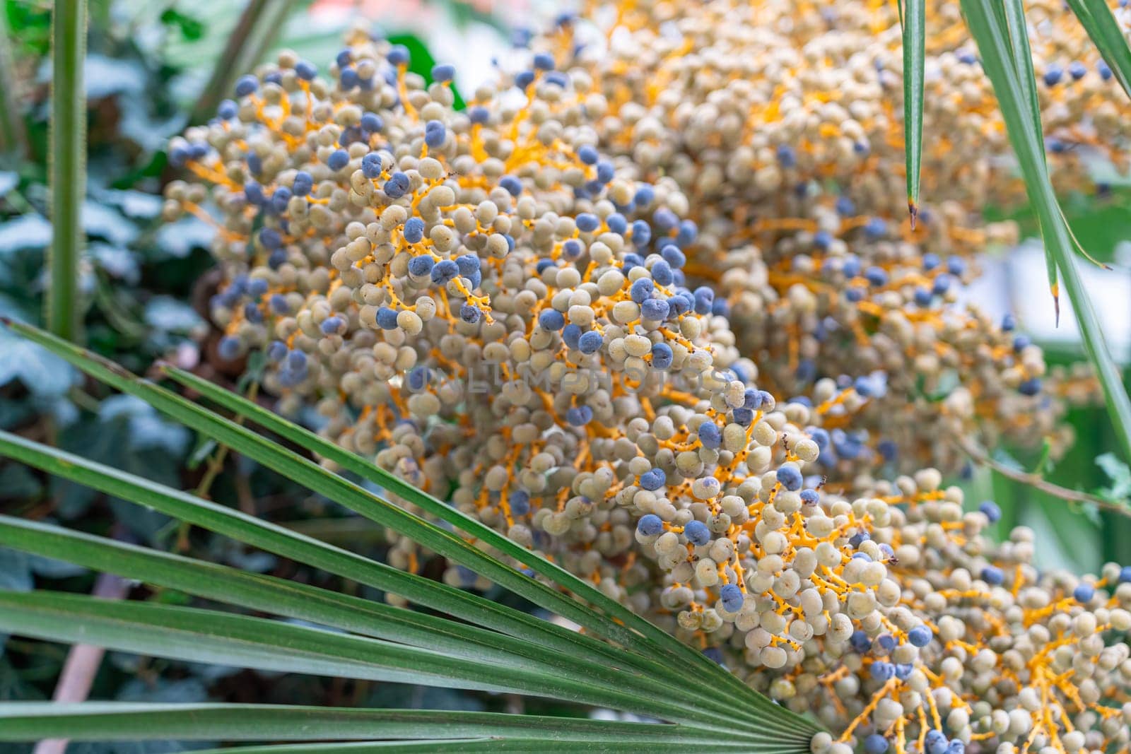 Colorful clusters of small flowers bloom on a palm tree in a lush tropical garden. The vibrant hues contrast with the green foliage under the clear blue sky, creating a lively atmosphere.