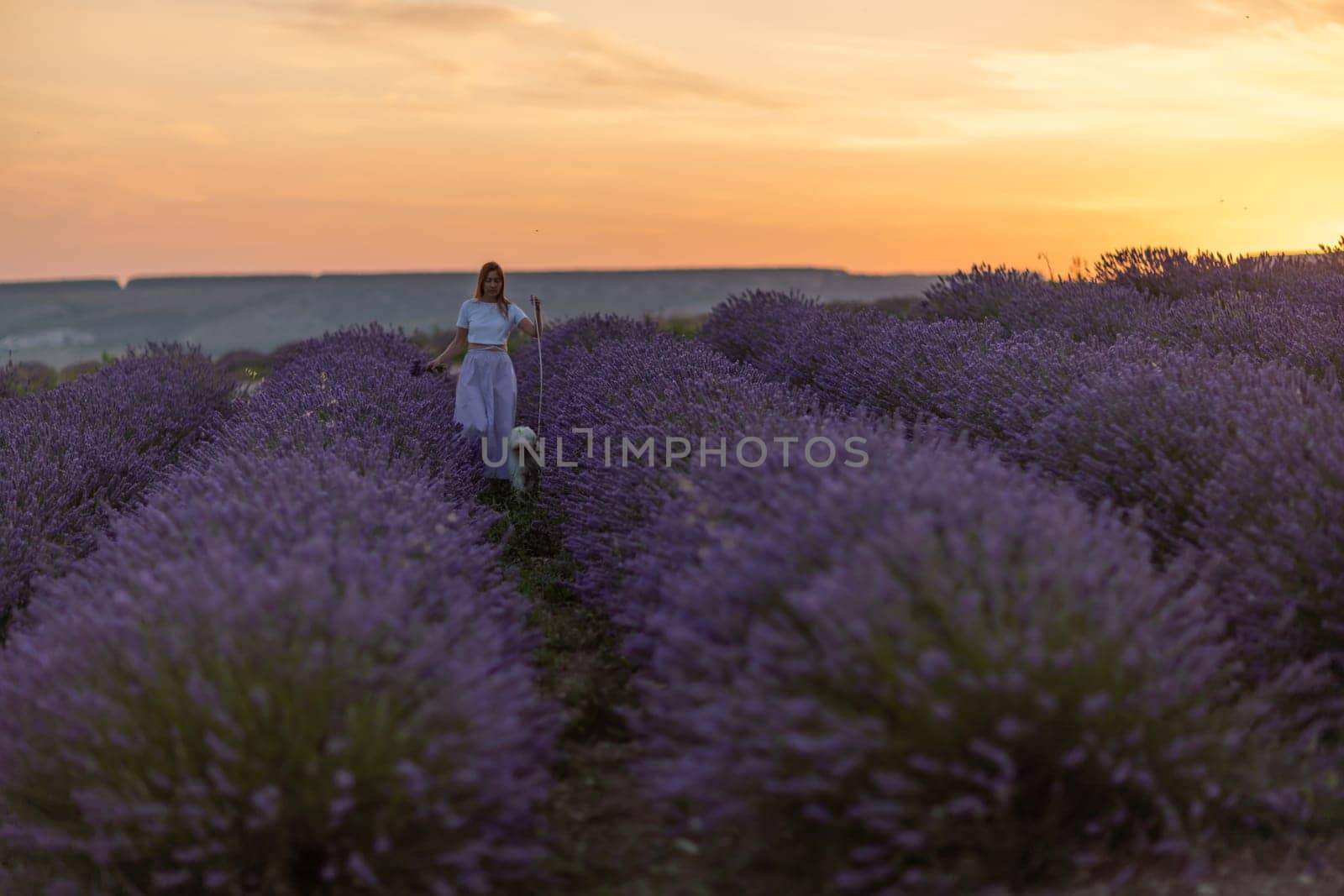 A woman is walking her dog in a field of lavender. The sky is orange and pink, creating a warm and peaceful atmosphere