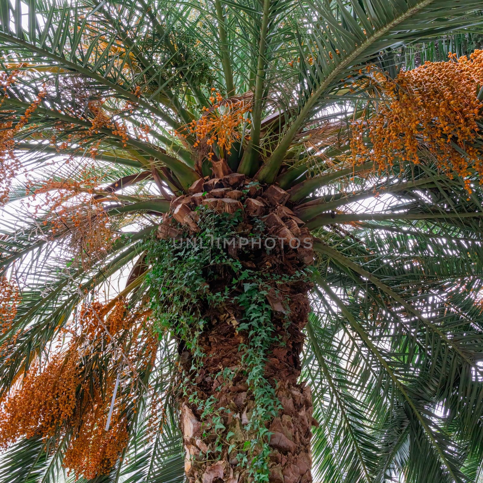 Tall palm tree adorned with clusters of ripe dates and vibrant green fronds stands in a sunny garden. Bright sunlight filters through the leaves, creating a tranquil atmosphere.