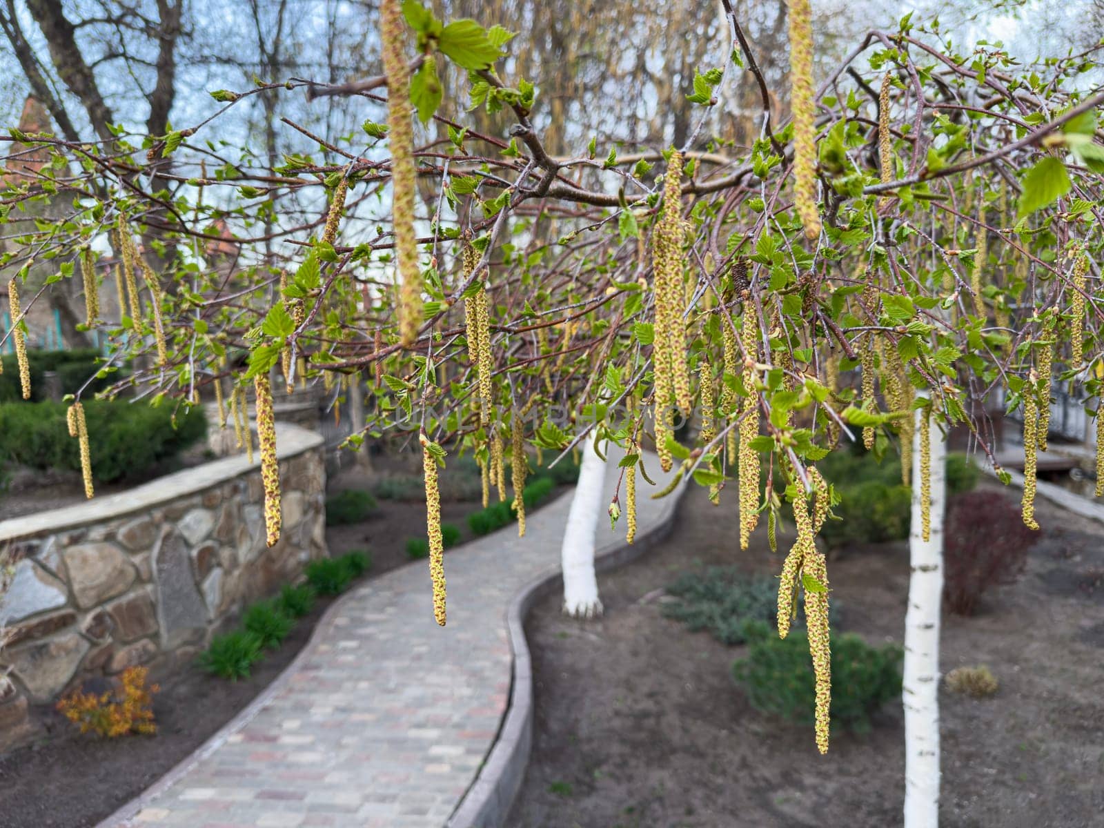 Delicate catkins hang from branches in a serene garden, surrounded by lush greenery and a winding stone path under a serene sky during springtime.