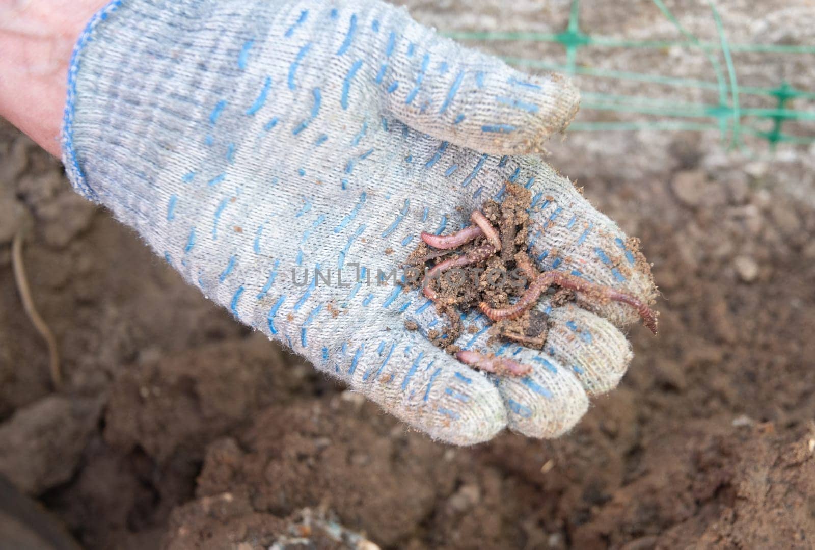 Gardener wearing gloves is holding a handful of earthworms, essential for composting and improving soil health, promoting a natural and sustainable approach to gardening