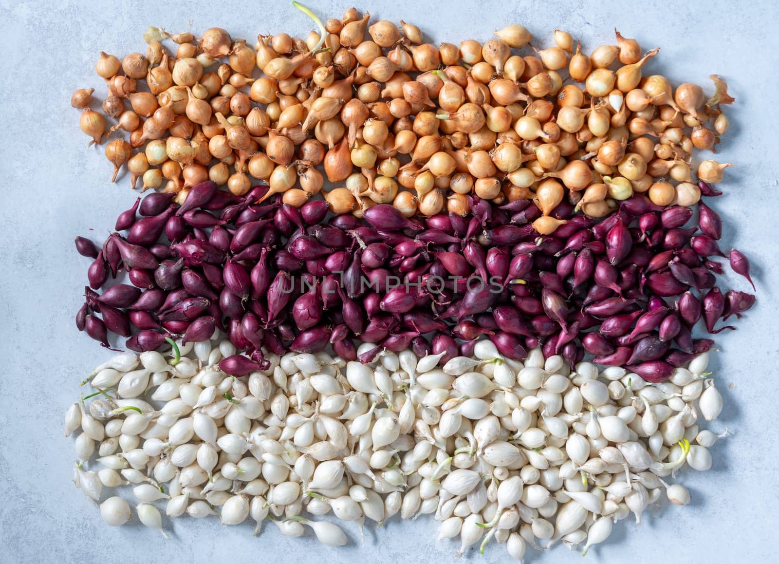 Seedlings of different varieties of onions are arranged in rows on a gray background, creating a vibrant display of colors and textures, ready for planting in the garden