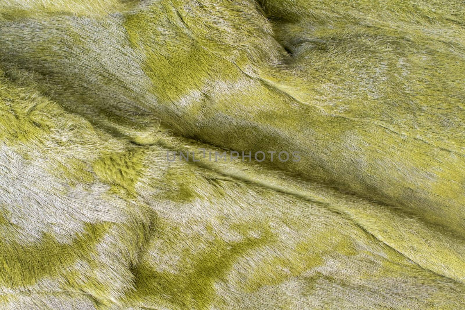 Soft green texture of fluffy fur, warm and pleasant to the touch surface, ideal for cold winter period or creating a cozy atmosphere in the interior,