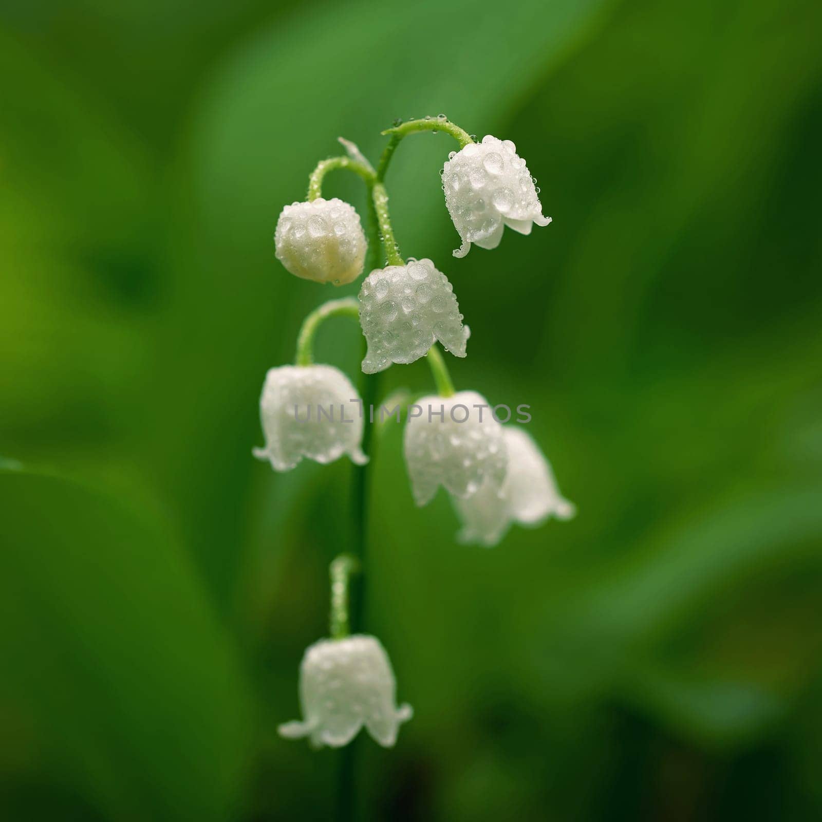 Lily of the valley (Convallaria majalis)
Beautiful small white flowers of spring plant.