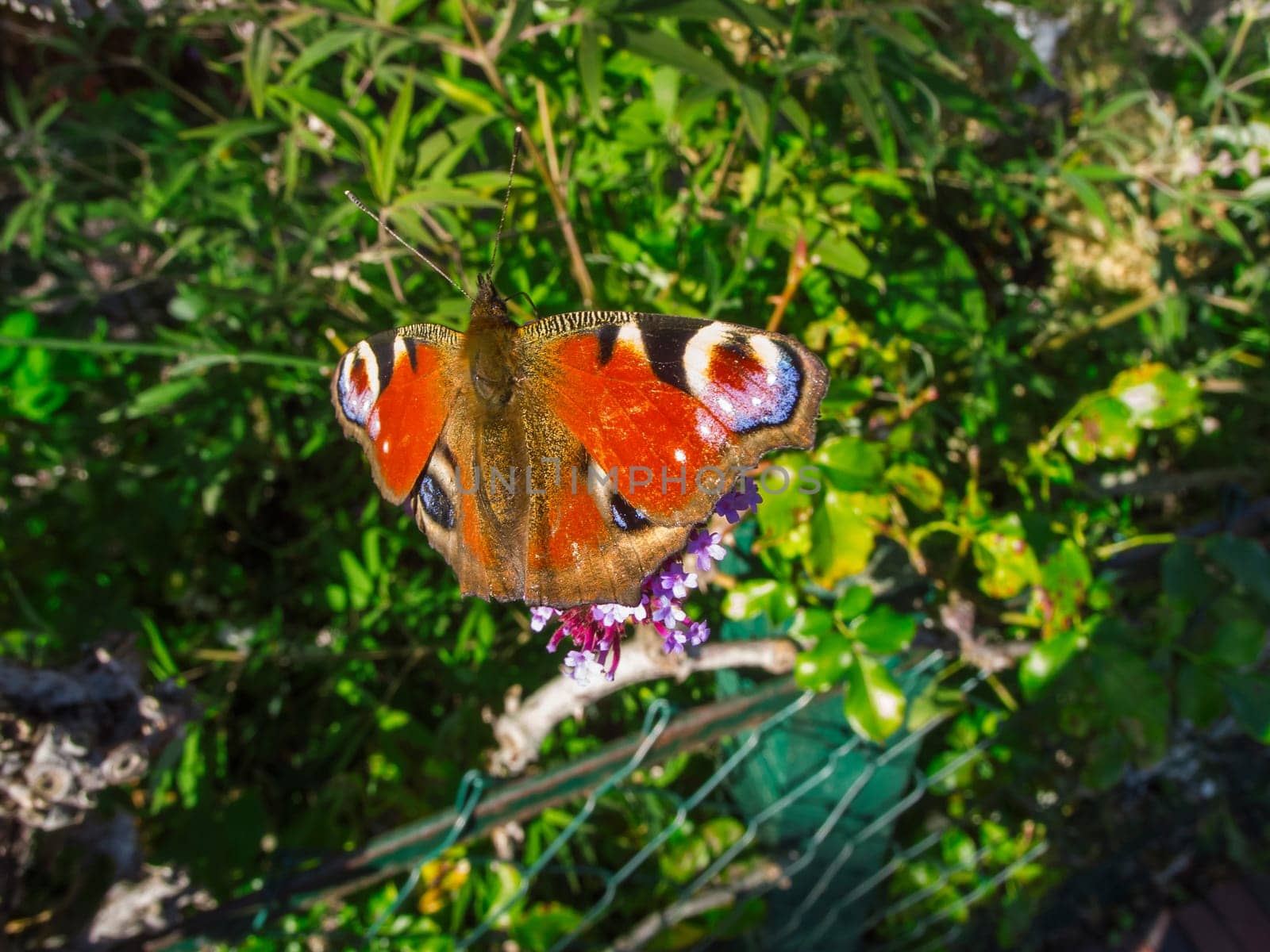 Full body wide angle view of a Peacock butterfly (lat:Aglais io) with open wings sitting vertically on an umbel flower.