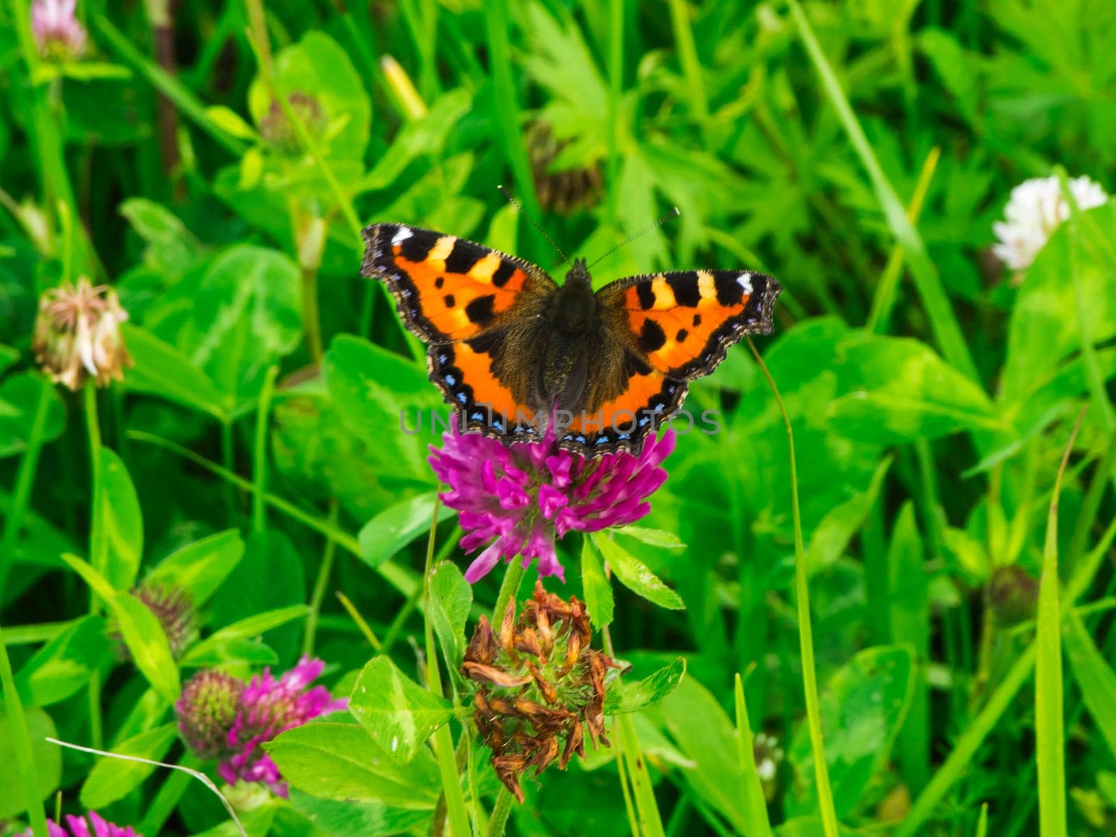 Full body view of a small tortoiseshell butterfly (lat: Aglais urticae) with open wings sitting on a red clover blossom.
