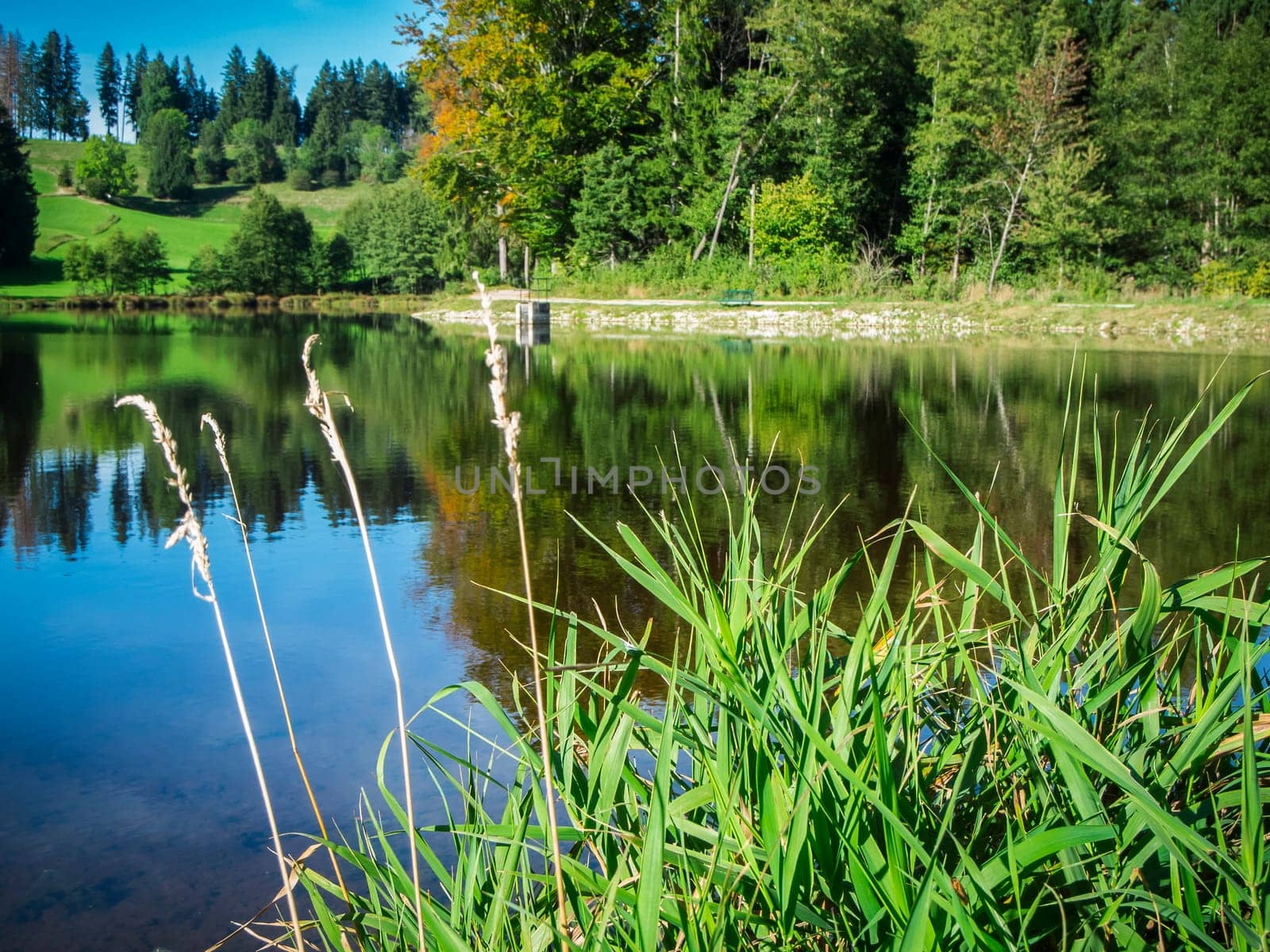 View of the idyllically situated Neuweiher in Ostallgäu / Bavaria with reeds in the foreground under a blue sky in summer 2023.
