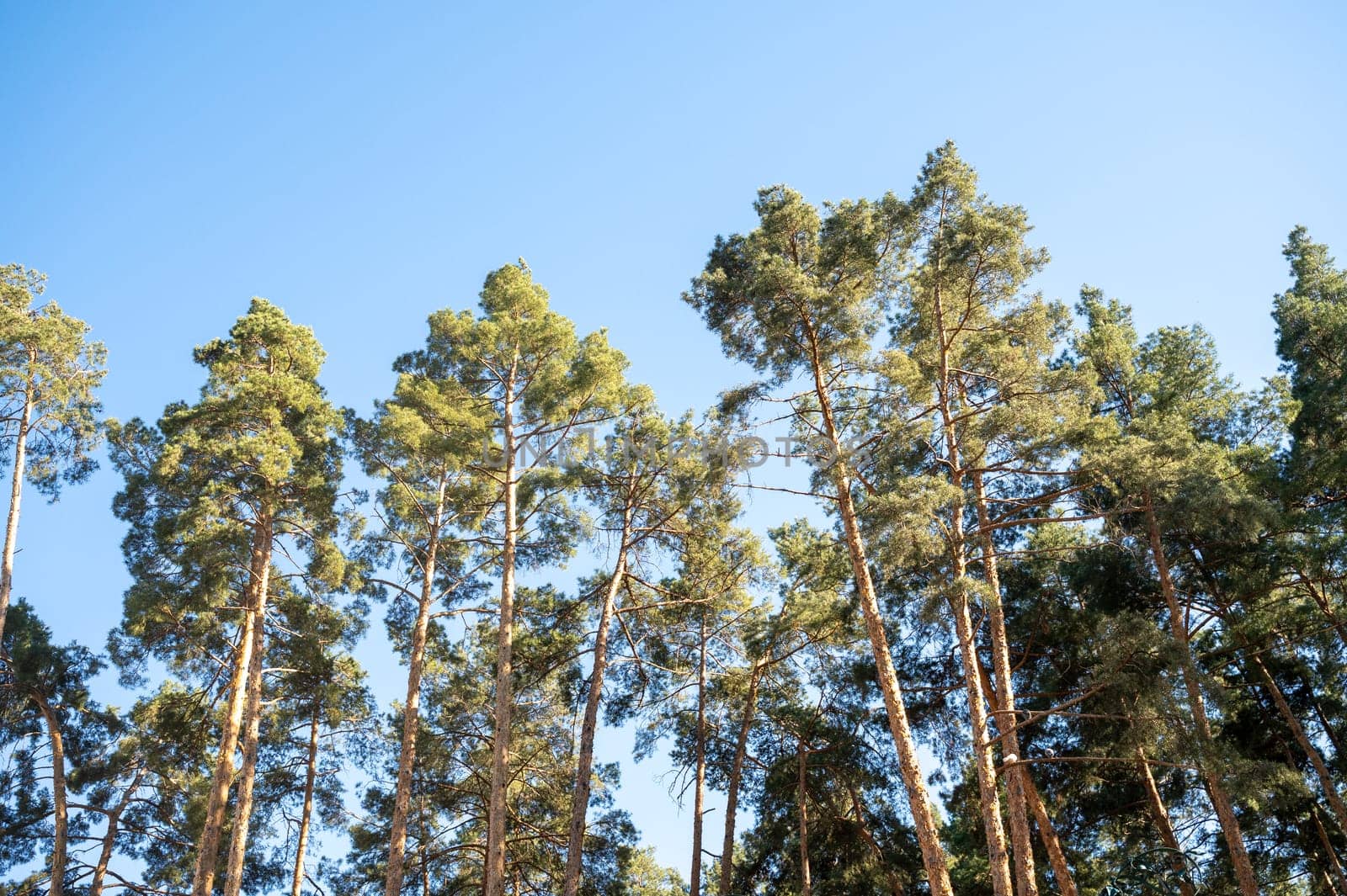 Tall green trees in the forest, against the background of a cloudless blue sky. Tall evergreen pines in the forest. High quality photo