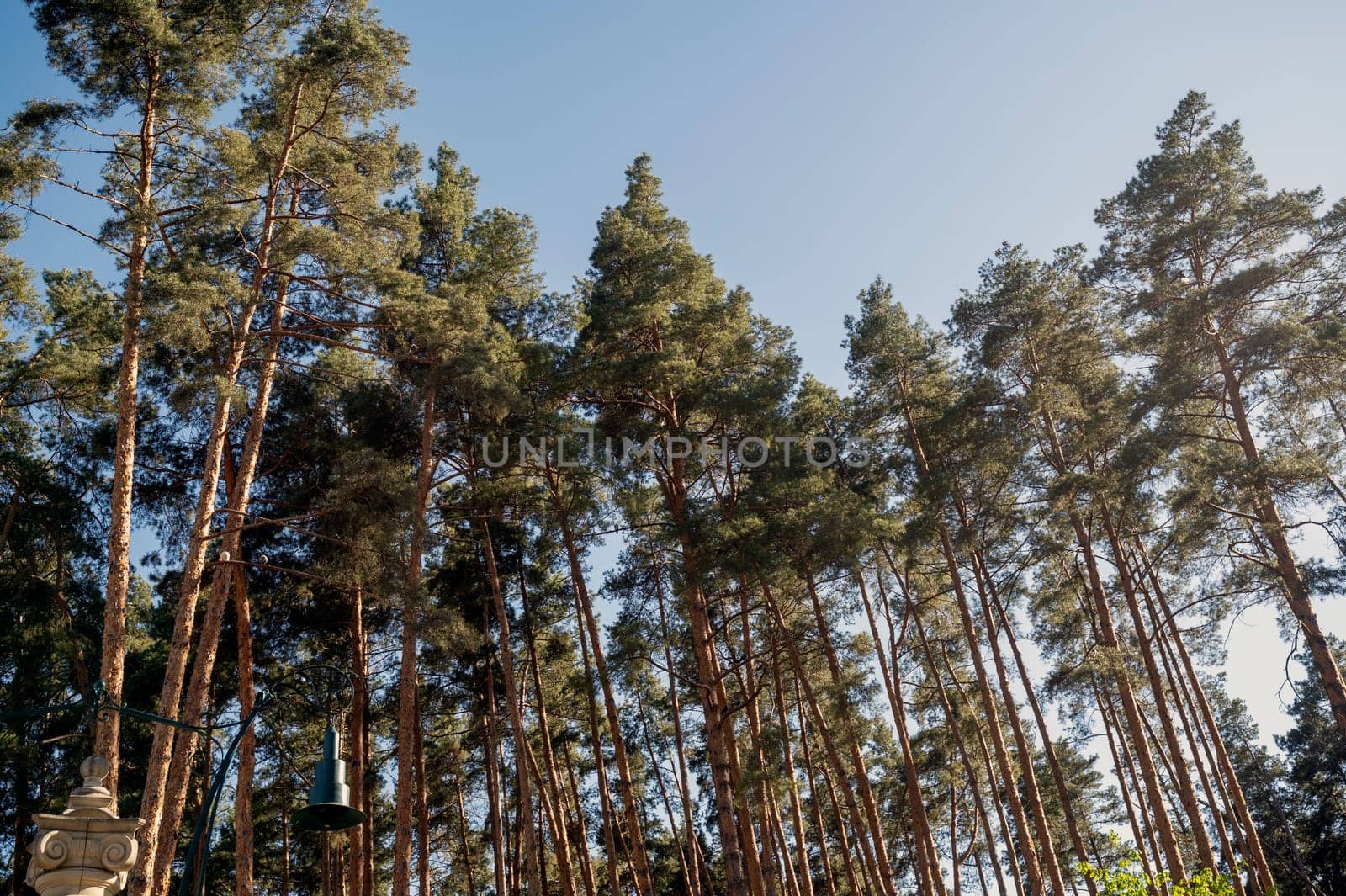 Tall green trees in a city park in the rays of the setting sun, against the background of a cloudless blue sky. Tall evergreen pines in the forest. High-quality photo