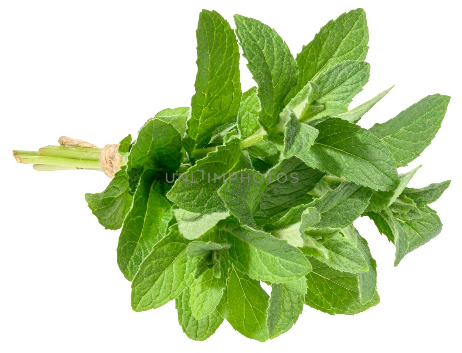 Mint sprigs tied with rope on isolated background