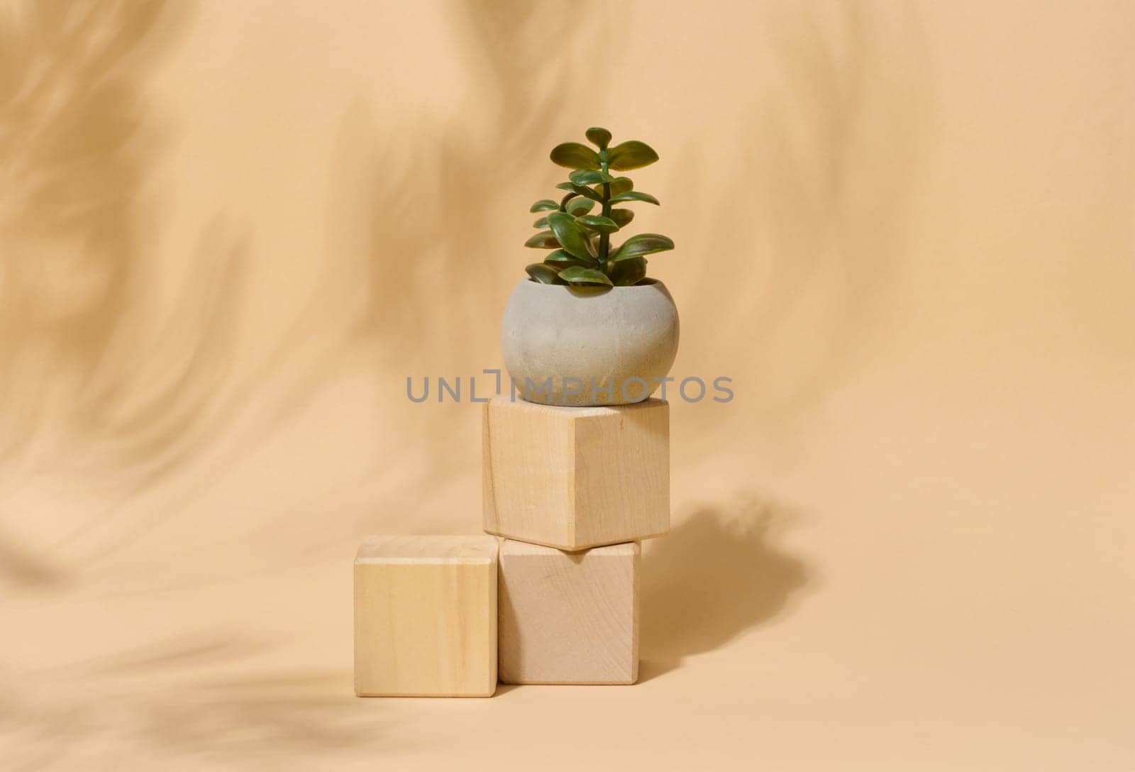 Small succulent plant in a grey pot on wooden blocks. Elegant minimalist composition with abstract leaf shadow on a beige background