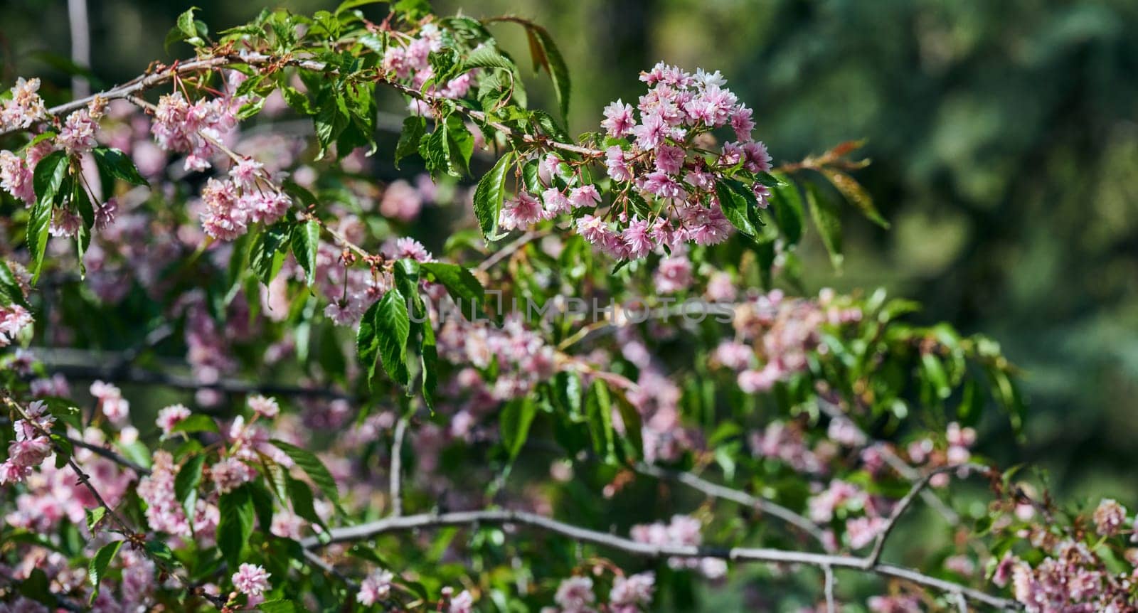 Delicate pink sakura blossoms on a branch with green leaves. Beautiful spring scene with soft light