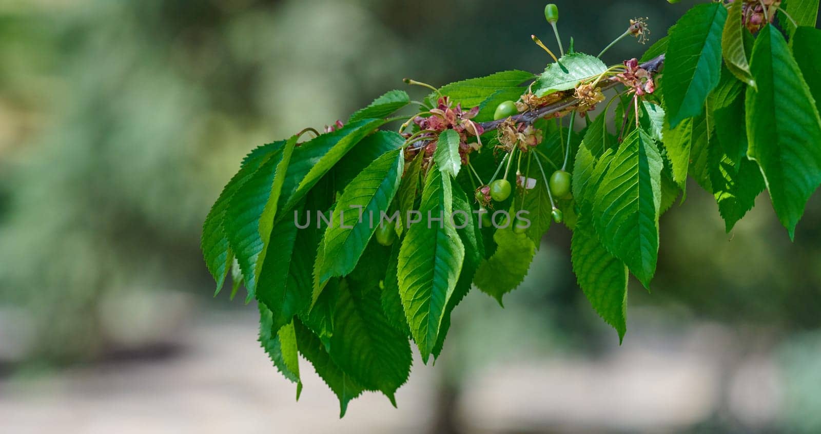 Green cherry tree branch with lush leaves and developing young fruit Prunus avium. Early summer growth