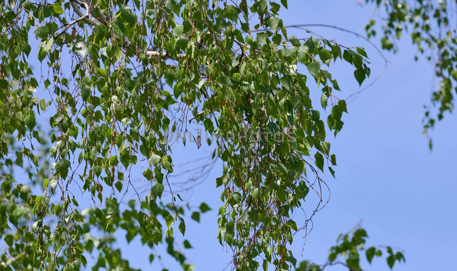 Green leaves of a weeping birch tree  Betula pendula against a clear blue sky. Fresh spring nature scene