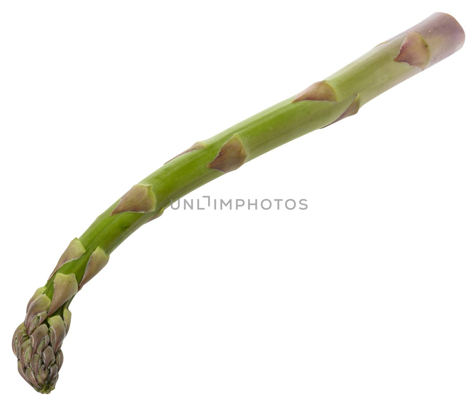 Fresh green asparagus, isolated on white background. Healthy and delicious vegetable close-up