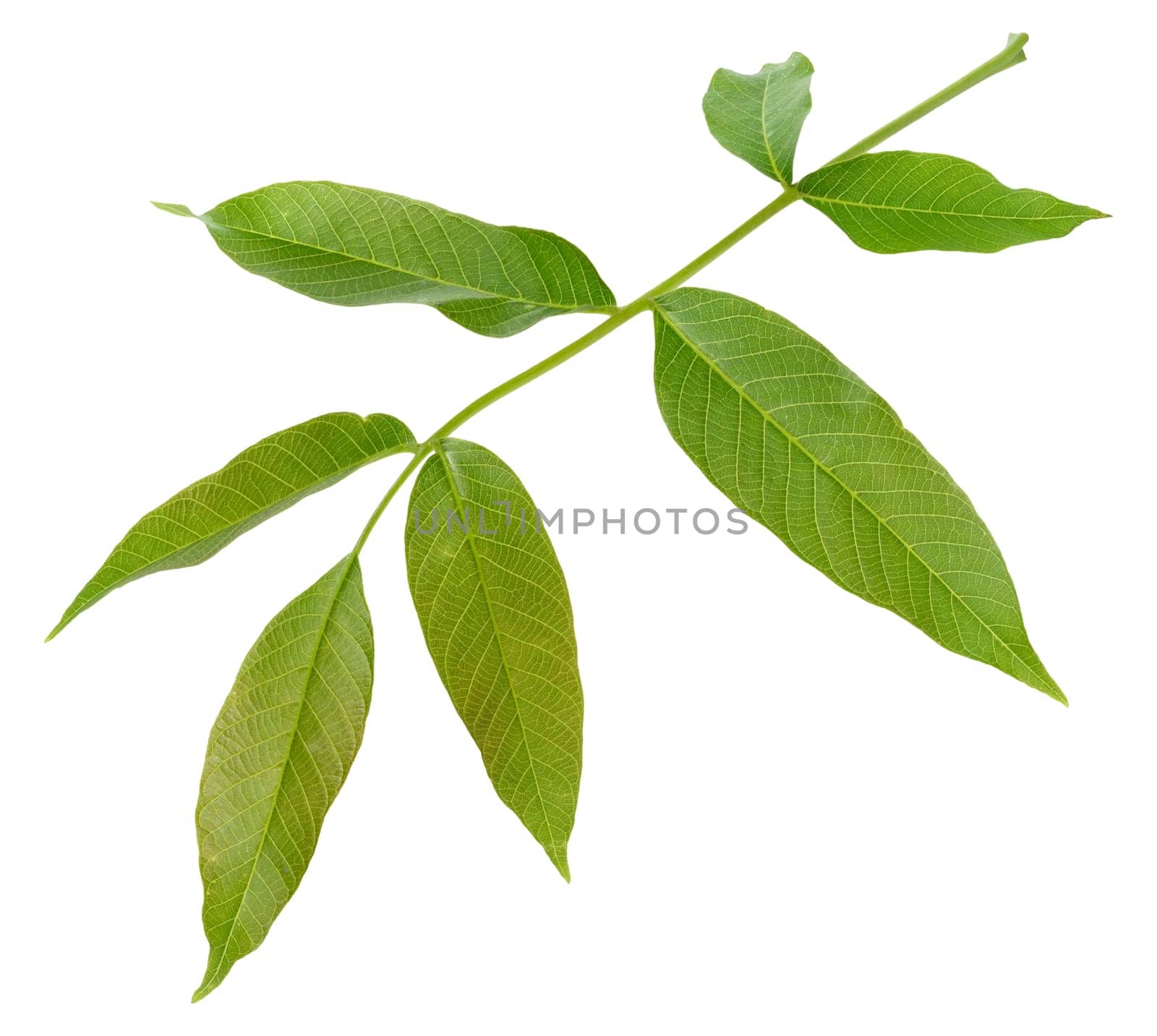 Single fresh green walnut leaf Juglans regia, isolated background