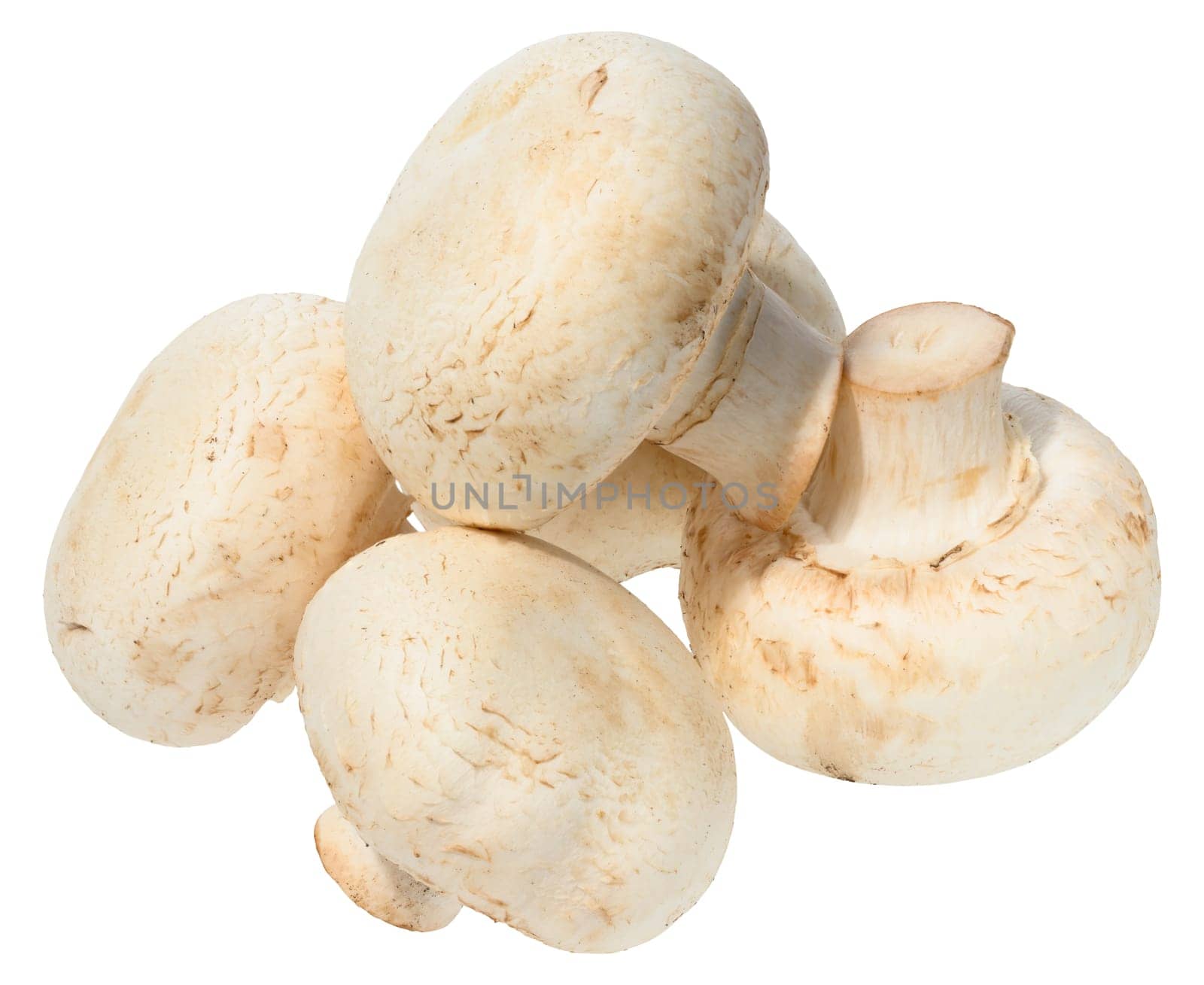 Fresh white button mushrooms piled on white background. Close-up of edible Agaricus bisporus fungus