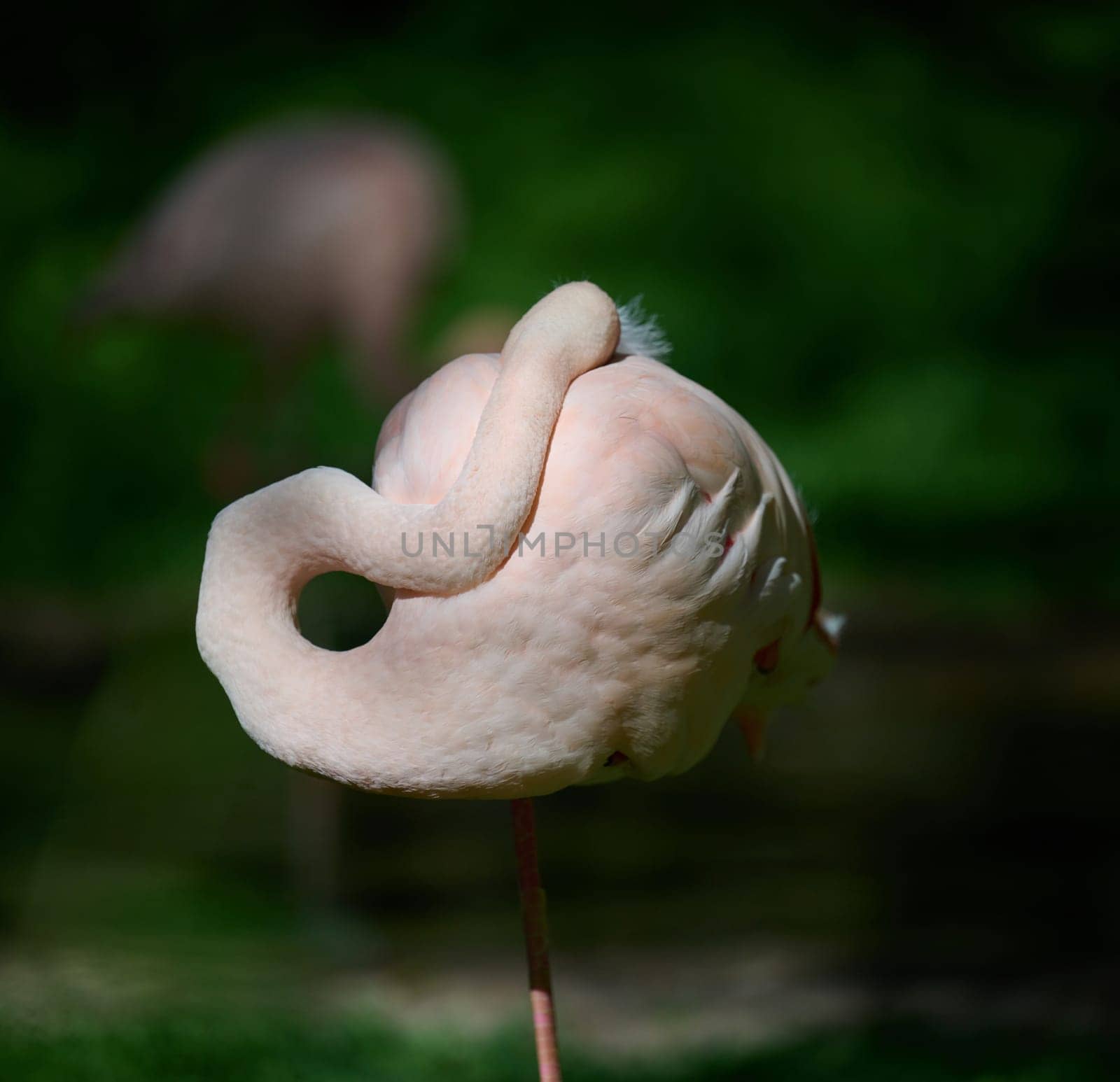 Pink flamingo arched its neck, sunny day