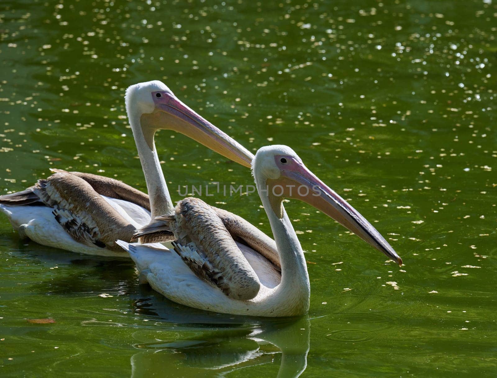 White adult pelican swimming on a pond with green water