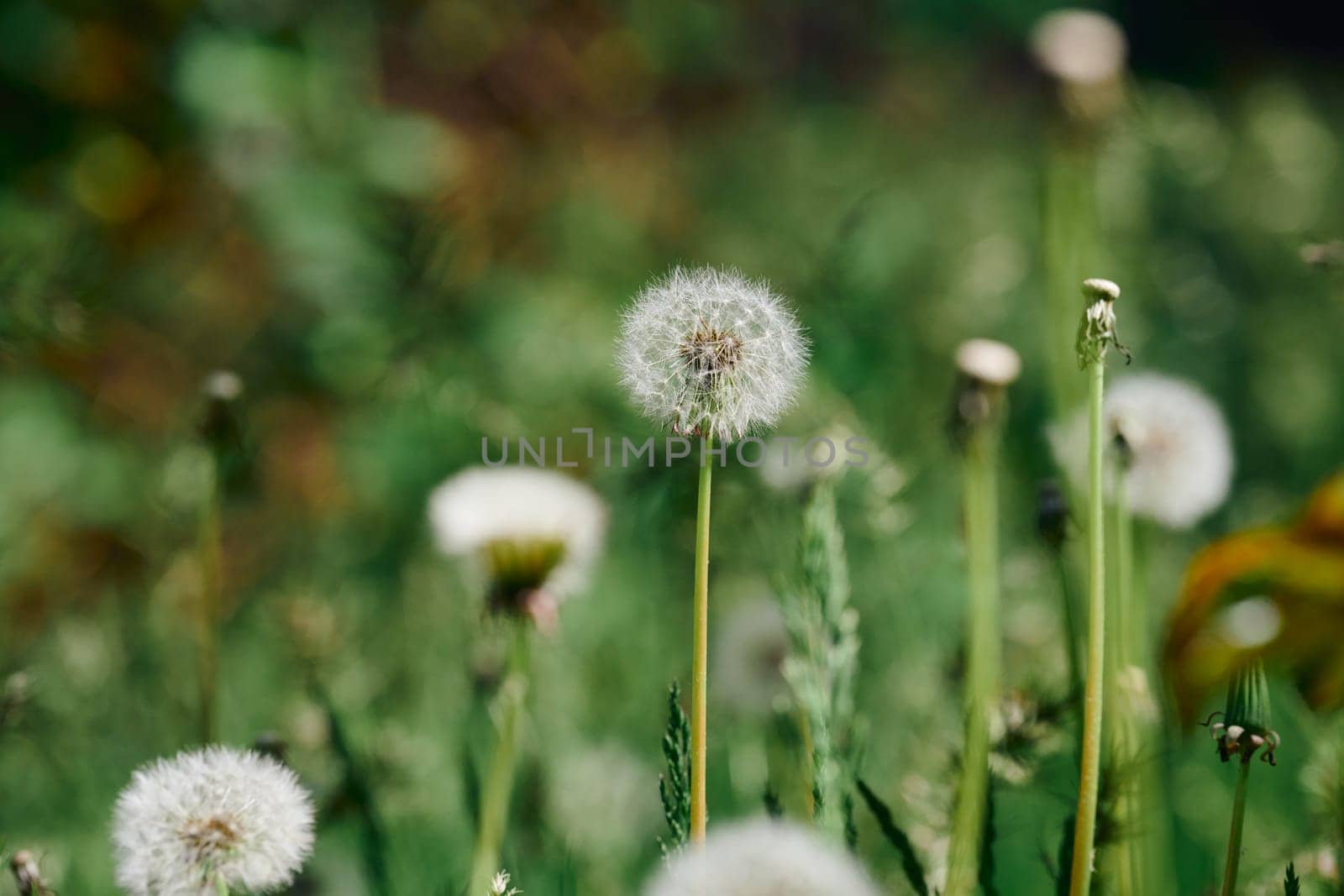 Several fluffy dandelion seed heads on slender stems among grass and other plants. Soft, diffused light, close up