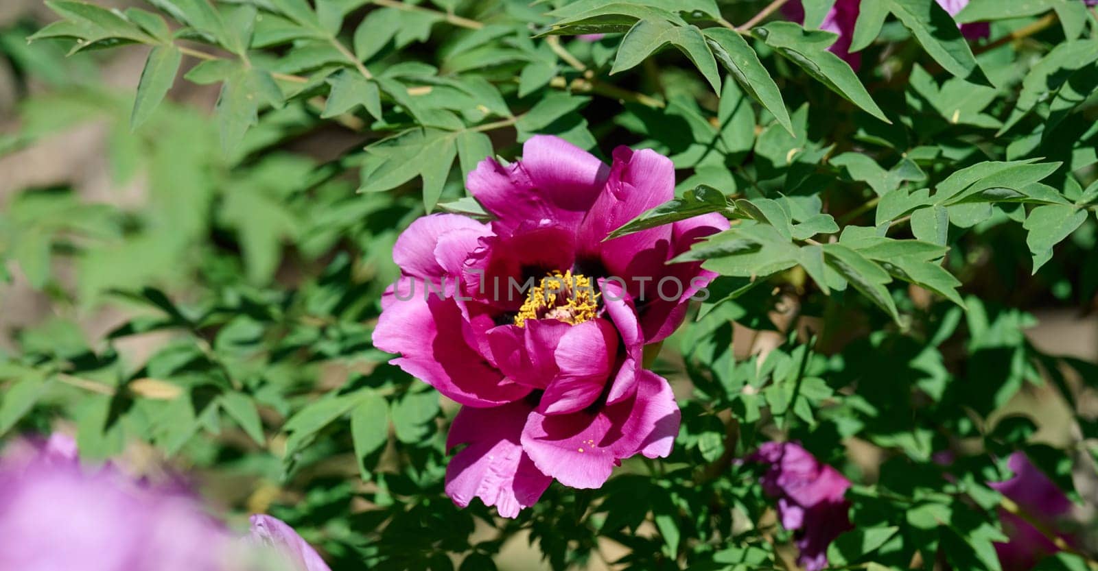 Lush purple peony flowers with vibrant yellow stamens, in full bloom amidst dense green foliage in a garden setting