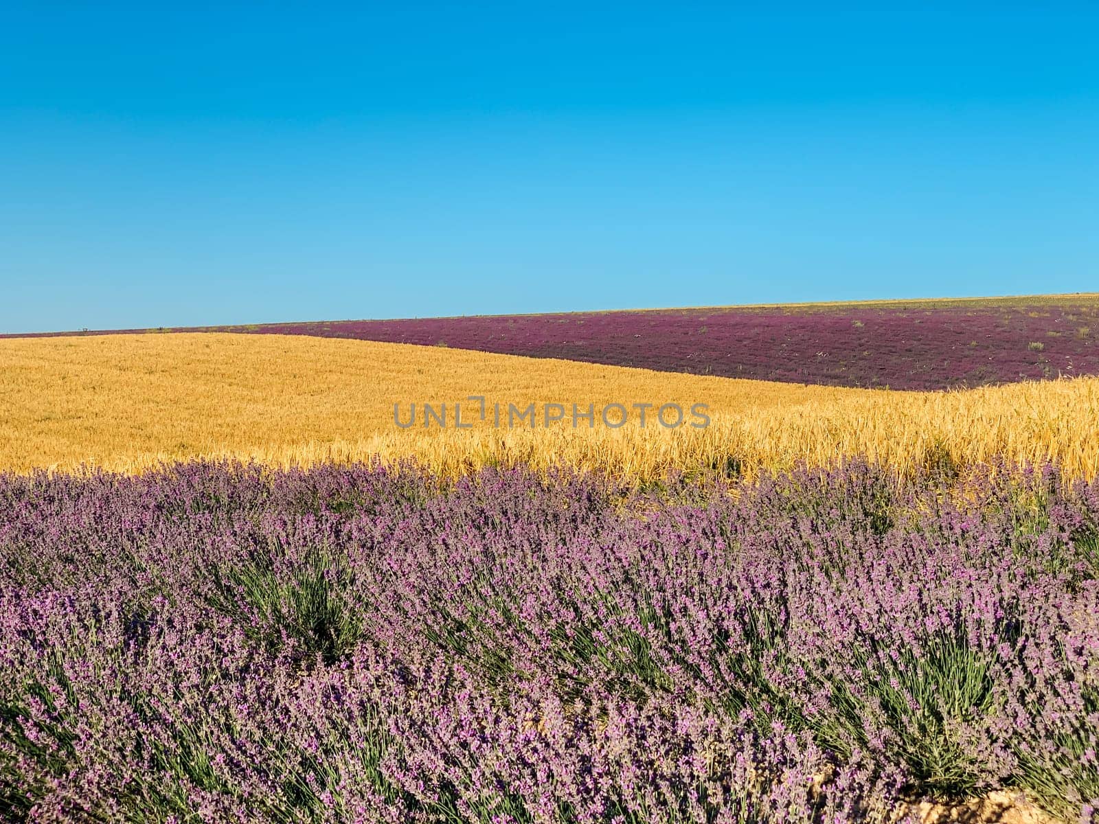 Beautiful scenery beach lovanda and yellow wheat field before harvest