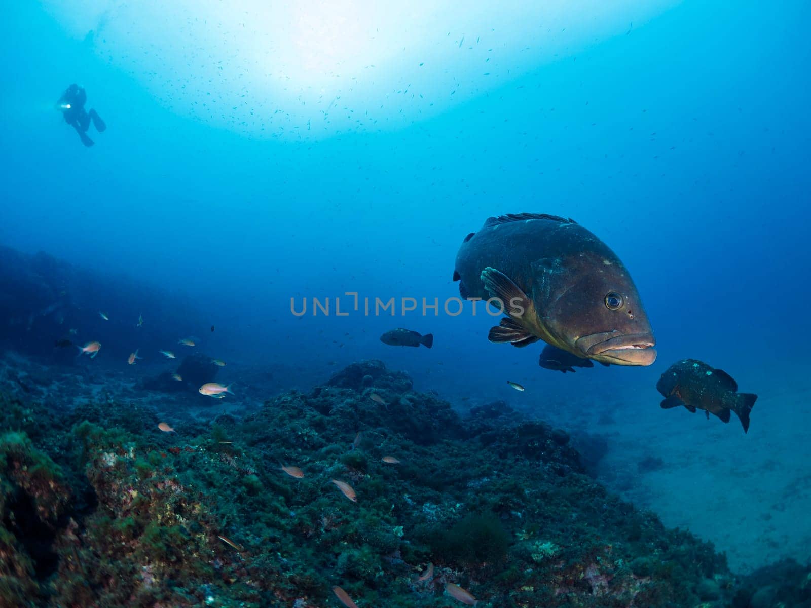 grouper fish swimming through the crystal clear sea water with a diver with a flashlight in the background, concept of marine wildlife and recreational scuba diving