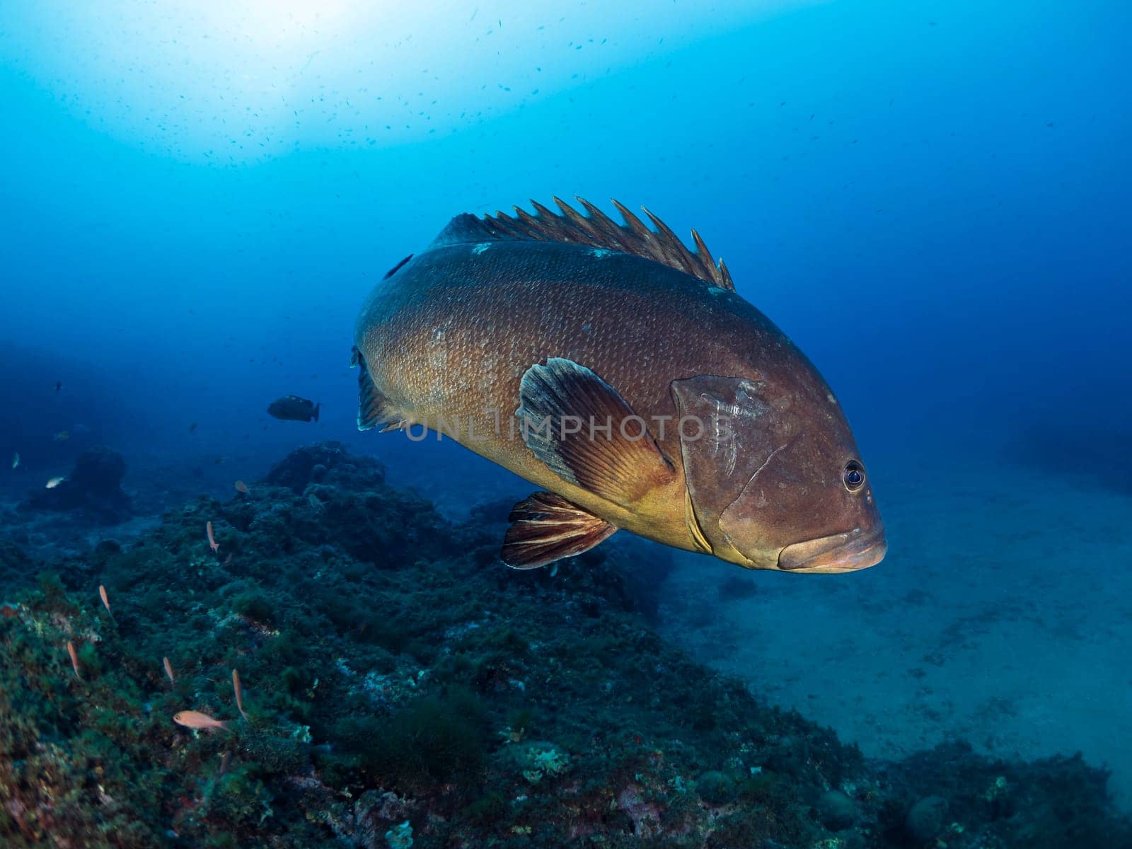grouper fish swimming through the crystal clear sea water, concept of underwater wildlife and marine biodiversity