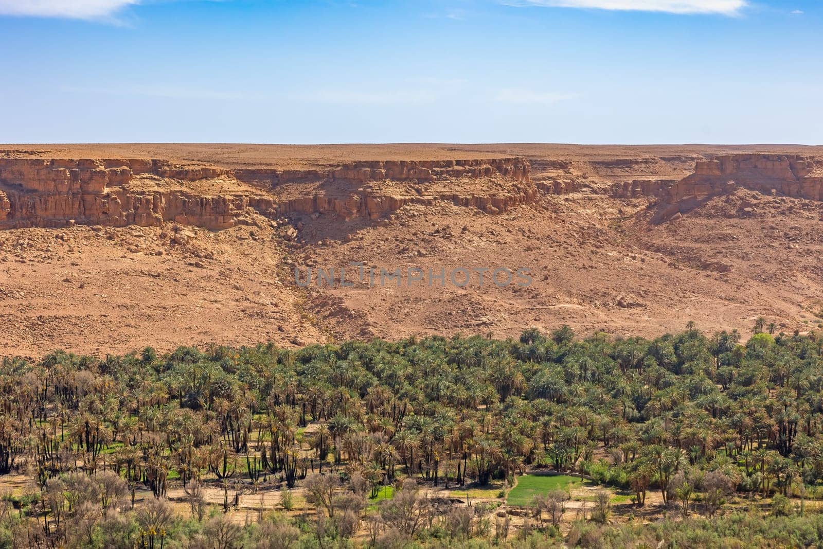 Oasis in the valley of the Western Sahara desert. You can see the charred trunks of palm trees after a fire some time ago. 