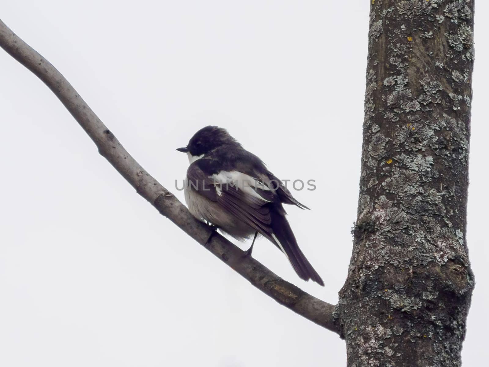 European pied flycatcher or ficedula hypoleuca perched on branch. European Pied Flycatcher is small bird of the Muscicapidae family. It prefers habitats in deciduous forests and dense undergrowth