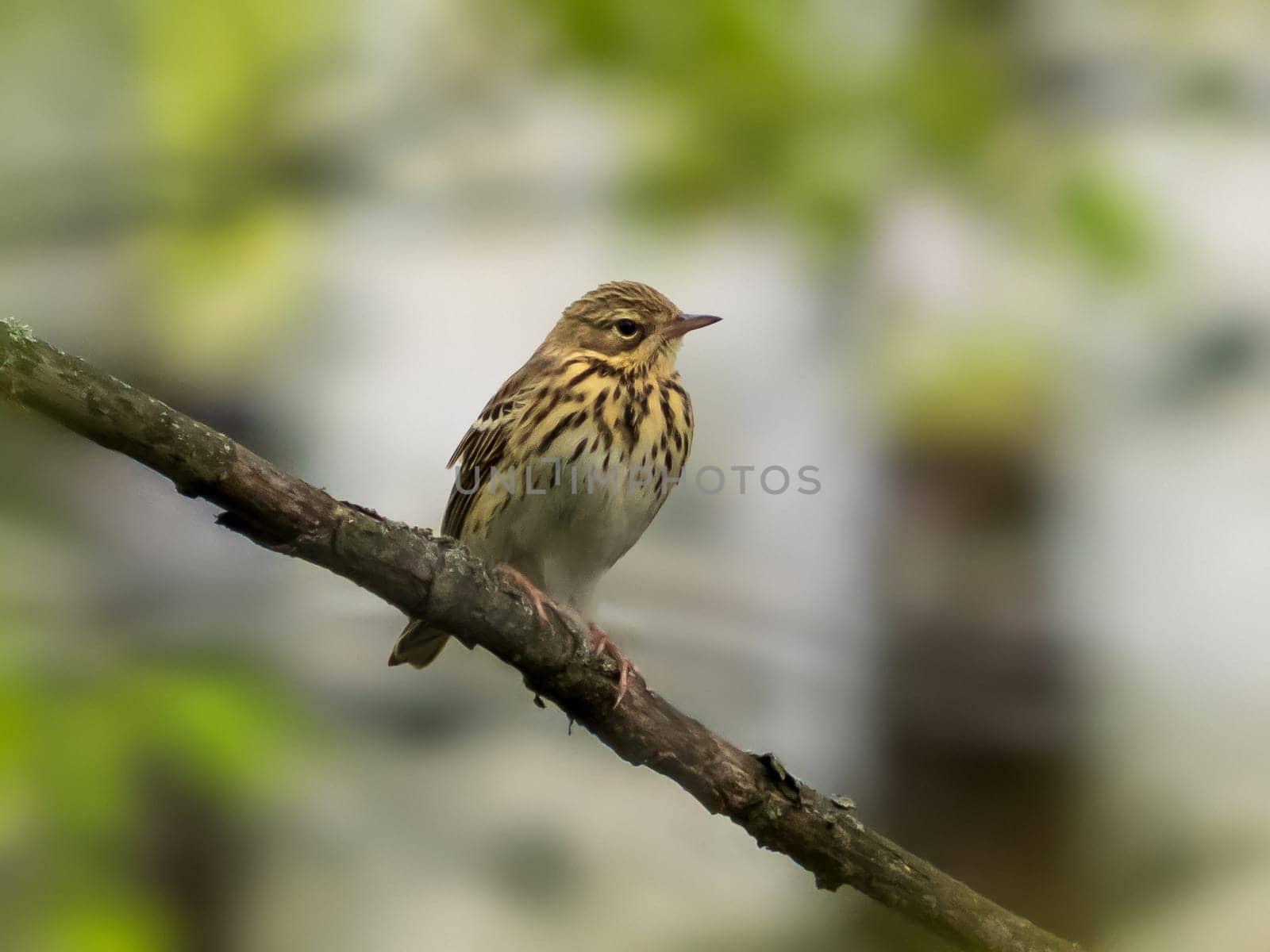 The tree pipit (Anthus trivialis) perched on branch with green leaves in springtime. The tree pipit is a Motacillidae family bird. Birdwatching concept.