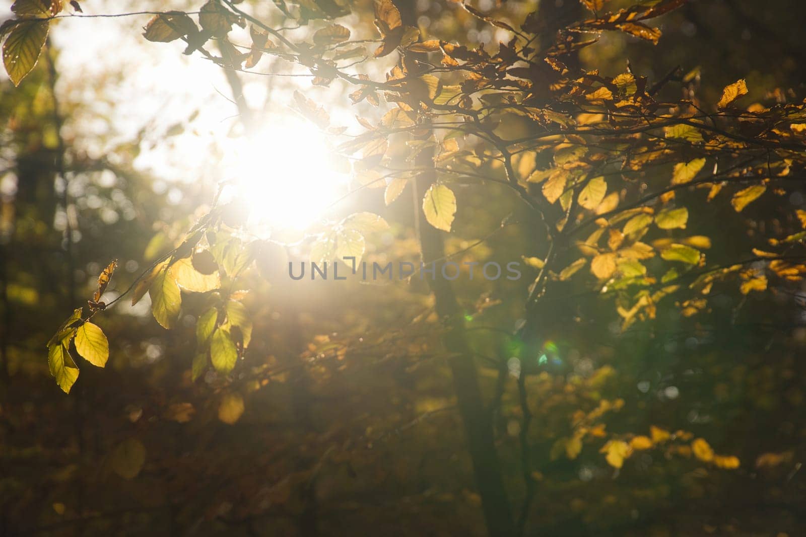 An autumnal forest flooded with warm sunlight. Golden leaves glow as rays break through the trees - a peaceful natural idyll.