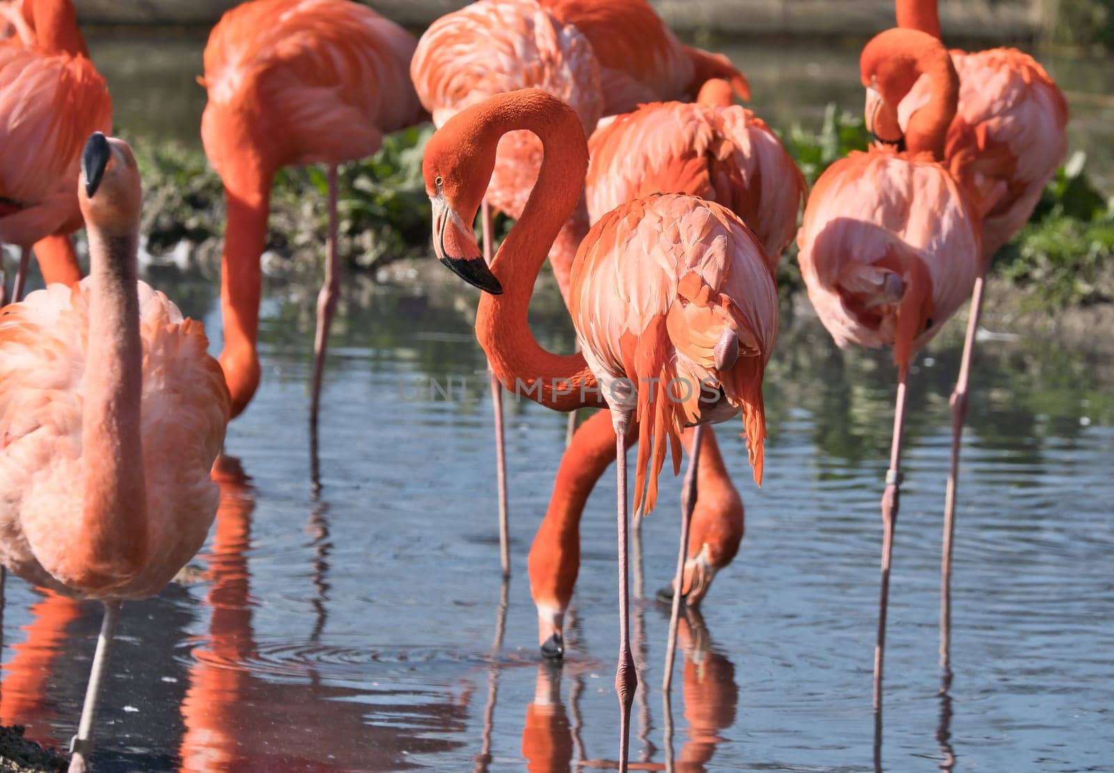 Flamingos standing in the water, looking for food. Bright orange color of the plumage and graceful legs give the image elegance and charisma