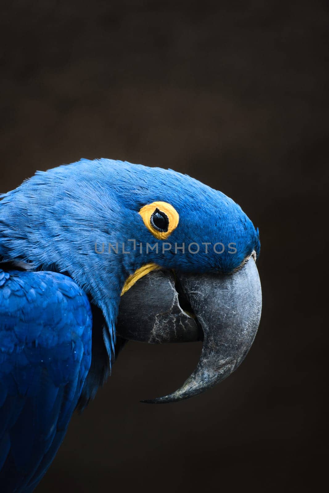 Portrait of a hyacinth macaw against a dark background. The bright blue parrot with its distinctive beak and yellow eye ring radiates exoticism and elegance.