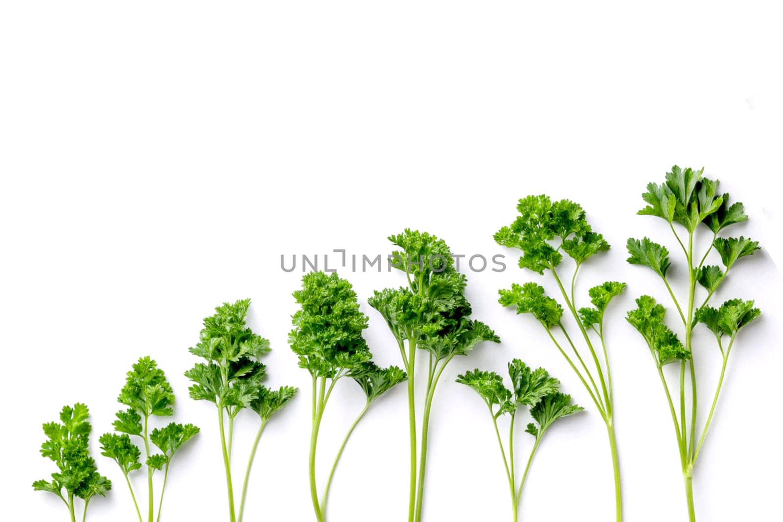 a biennial plant with white flowers and aromatic leaves that are either crinkly or flat and used as a culinary herb