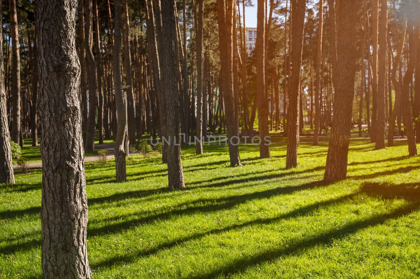 City park with green lawn and pine trees in bright rays of the setting sun on a clear day. Rays of sunlight penetrate through the tall trunks of pine trees. the walking path is visible.