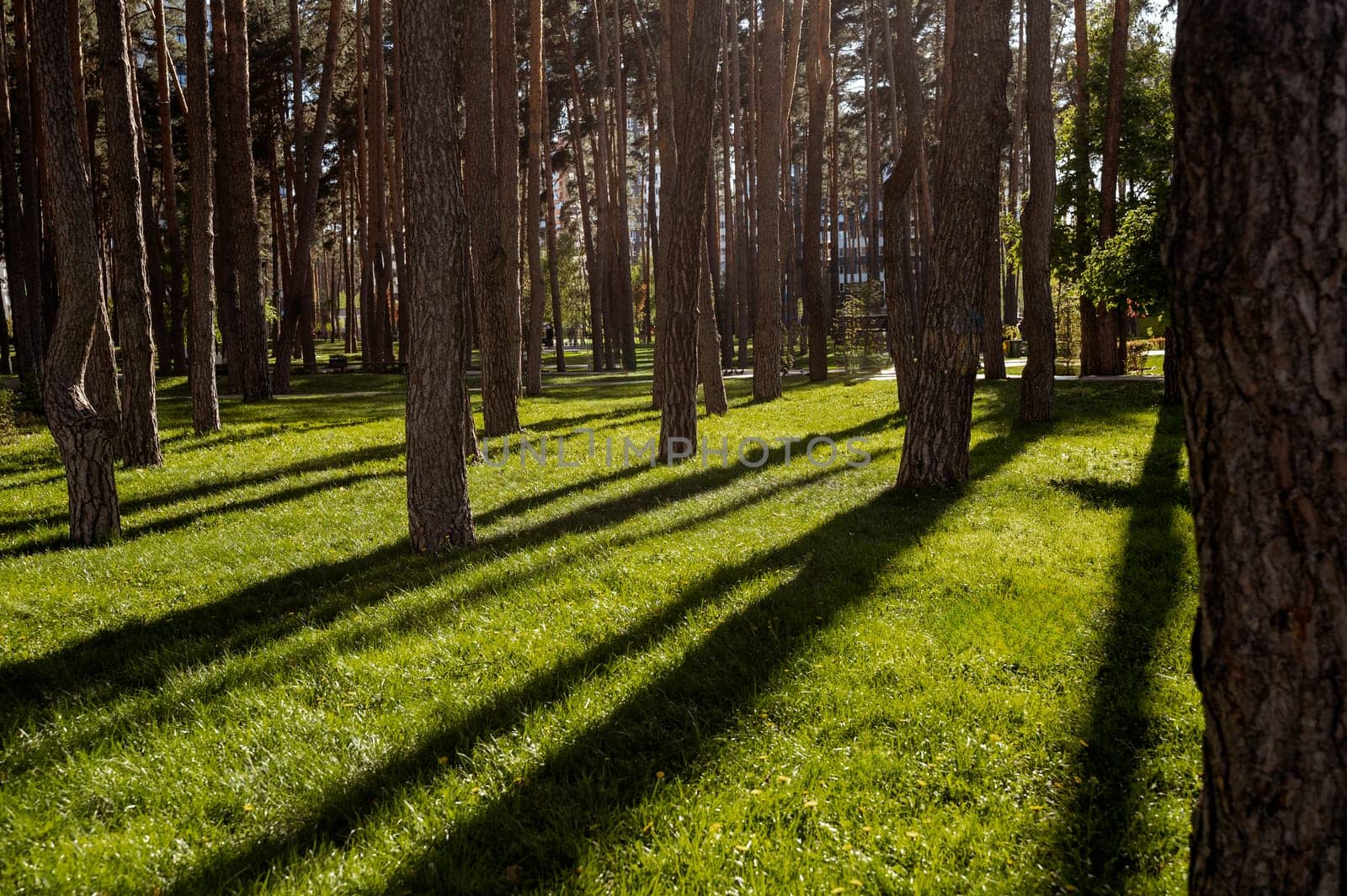 City park with green lawn and evergreen pine trees on a clear day in spring or summer. The trees cast long, deep shadows. A multi-story building can be seen through the trees.