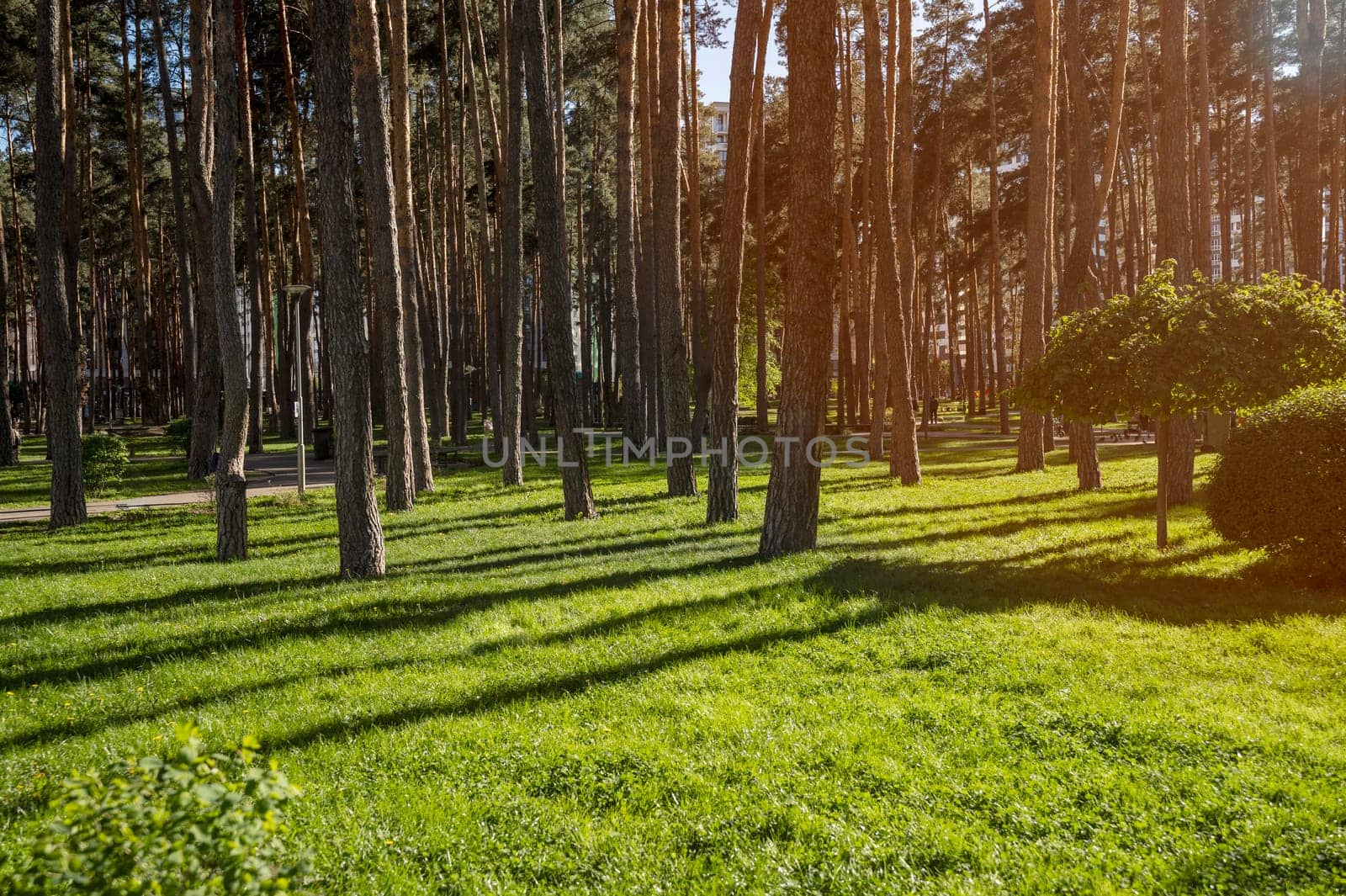 City park with green lawn and pine trees. Rays of sunlight penetrate through the tall trunks of pine trees. Shadow falls on the lawn.