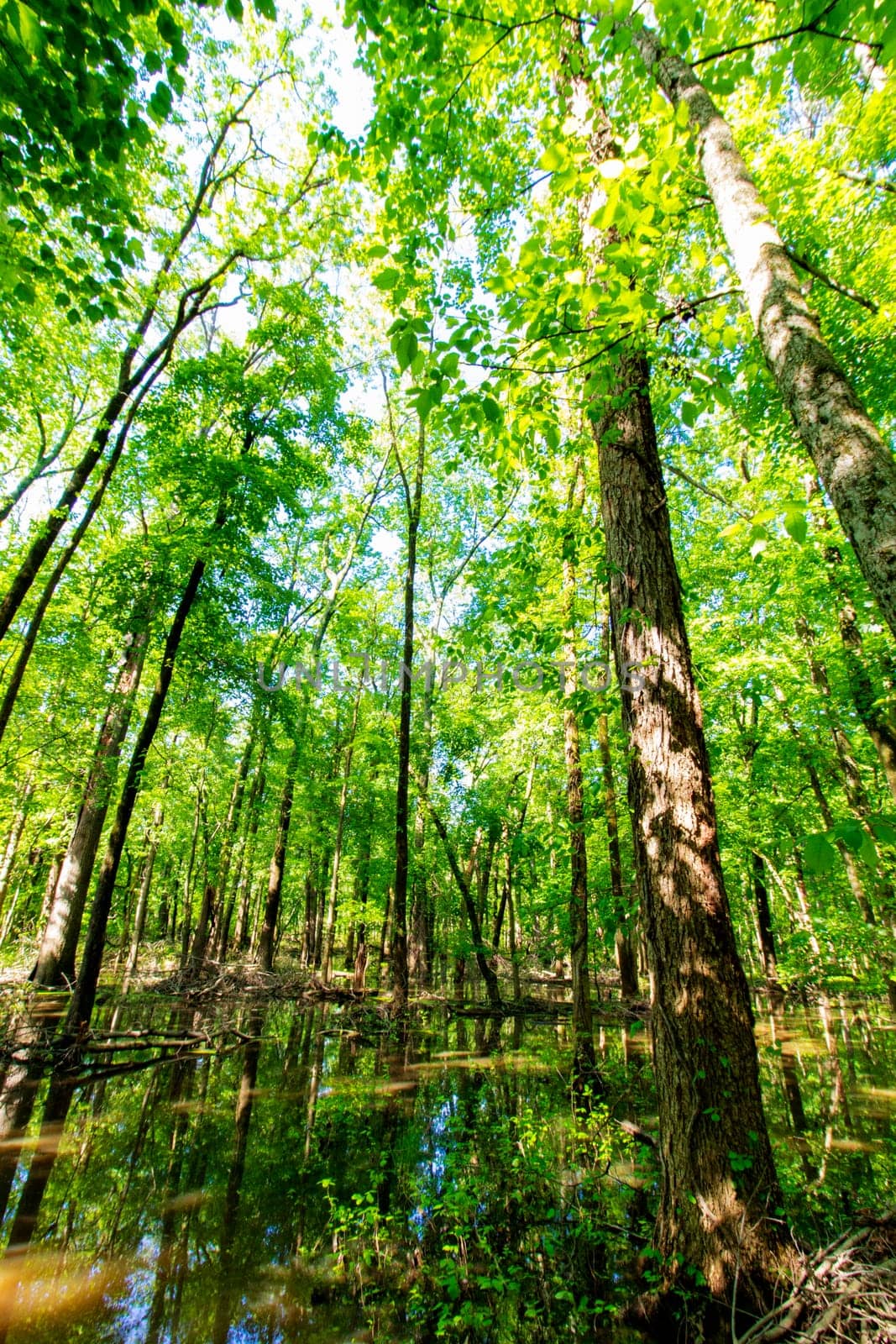 Views of Twin Swamps Nature Preserve in Spring, Posey County, Indiana