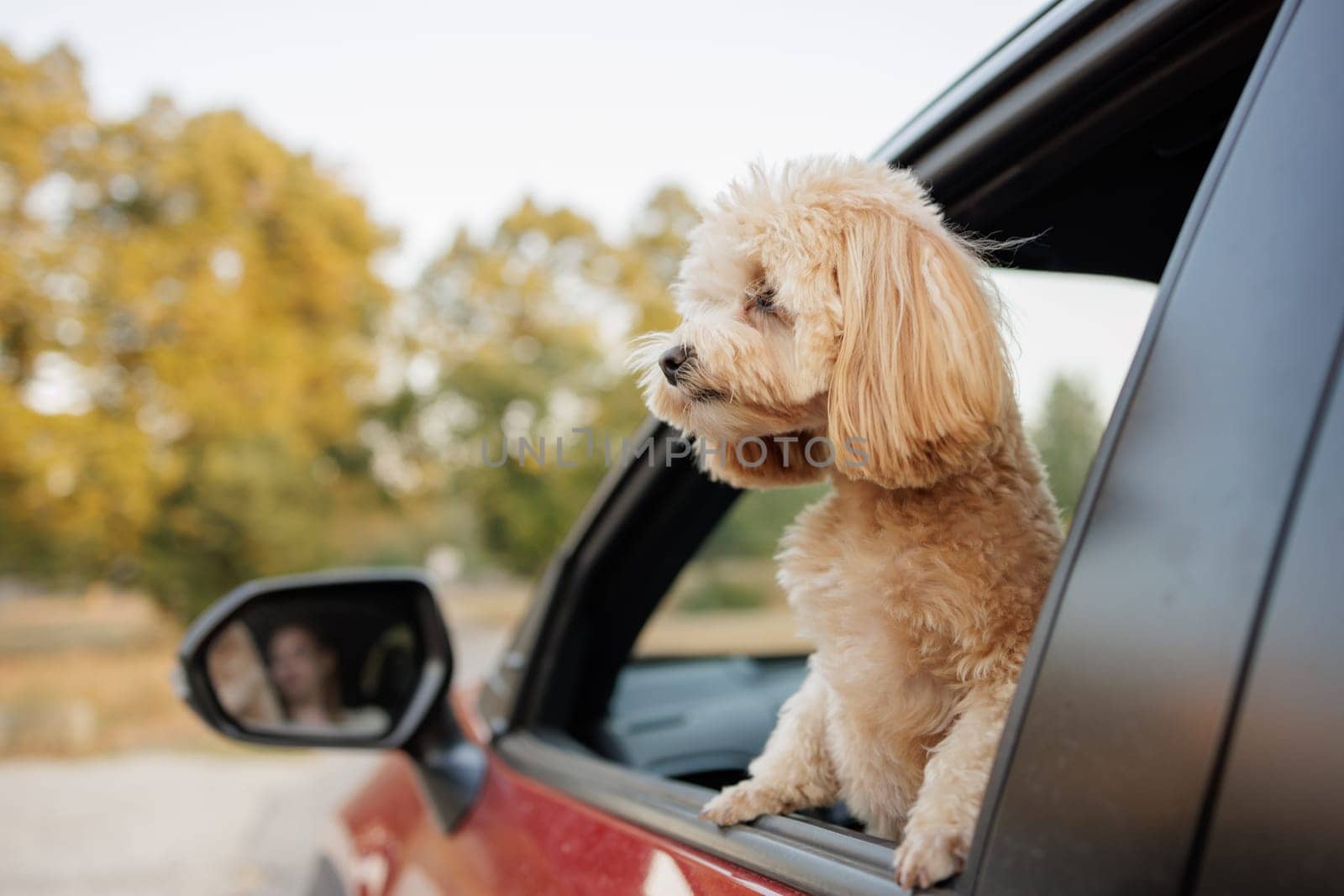 Cute fluffy dog looking out of car window on a road trip, enjoying fresh air and adventure, autumn background.