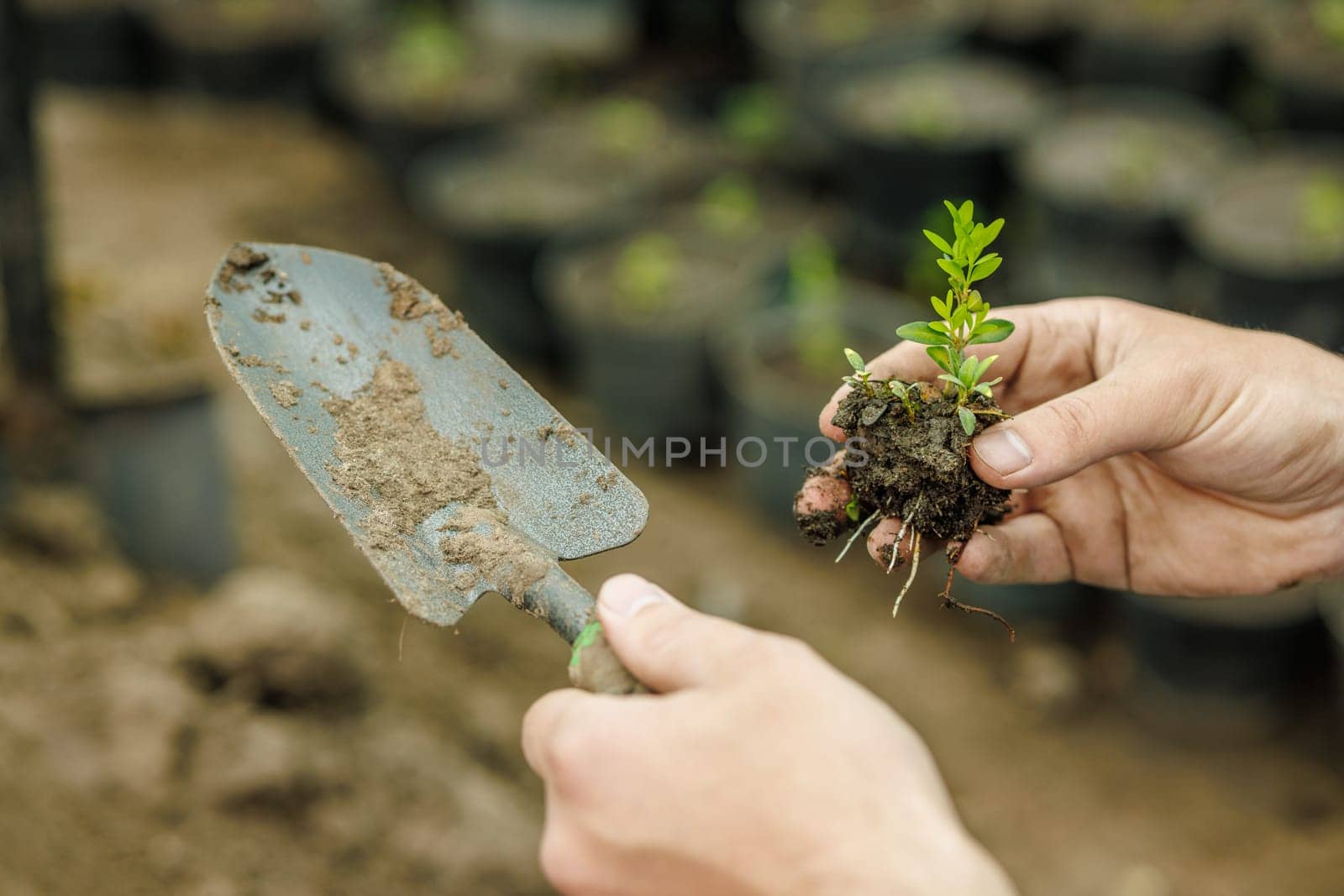 Close-up of gardener's hands holding seedling with roots and trowel, preparing for planting in soil.