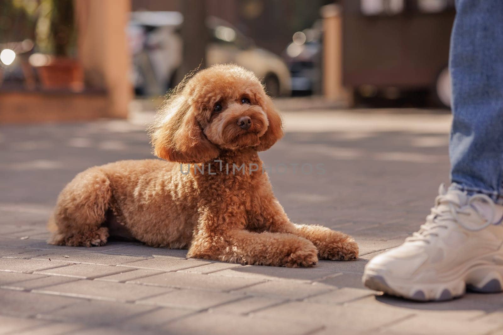 Obedient fluffy poodle lying calmly on city pavement, looking up at standing owner during outdoor walk or training.