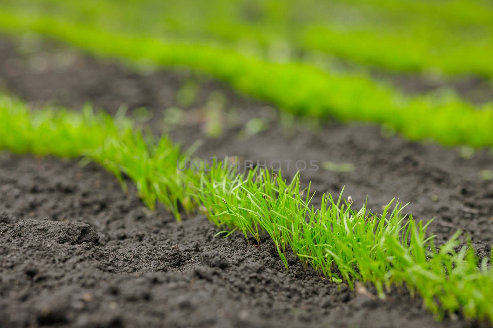 Fresh young green shoots sprouting in neat rows on fertile soil in a vegetable garden during spring planting season.